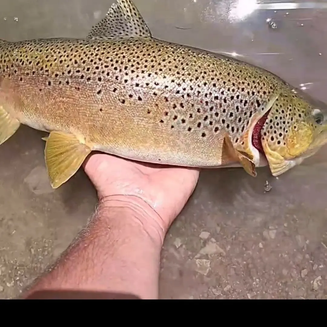 Brown trout caught on Fishbrain