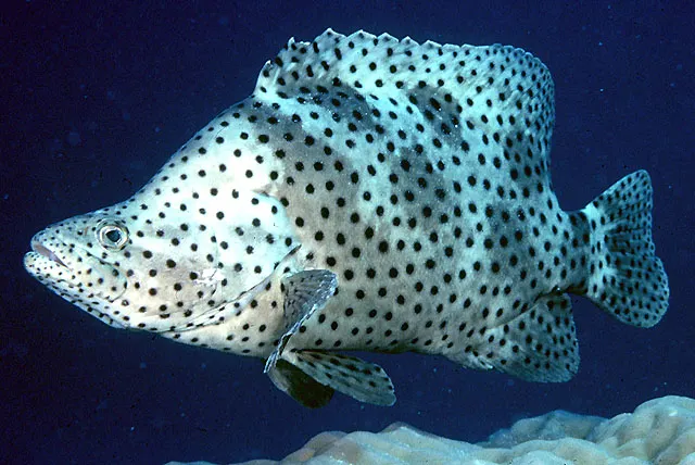 Humpback grouper