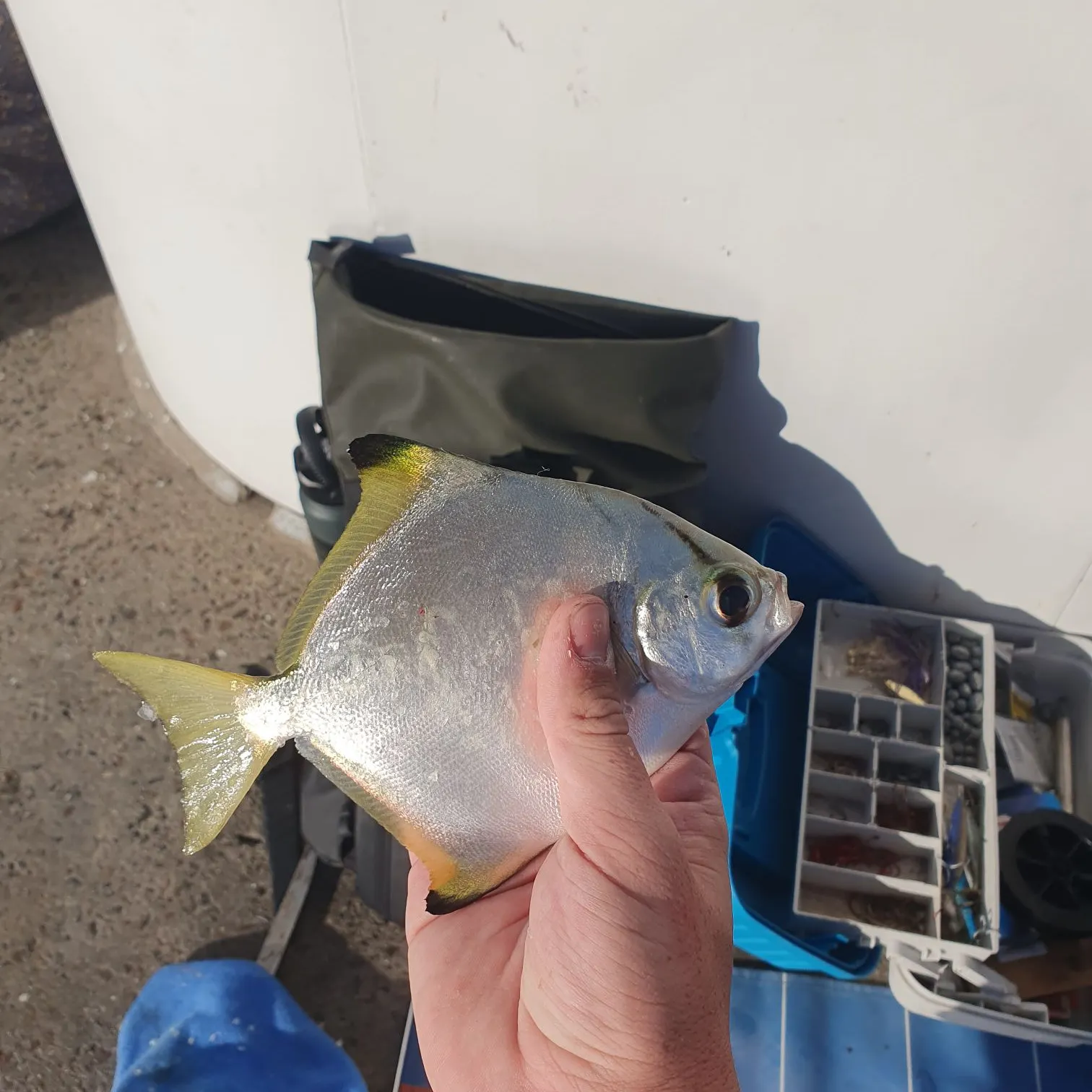 The most recent Silver moony catches on Fishbrain