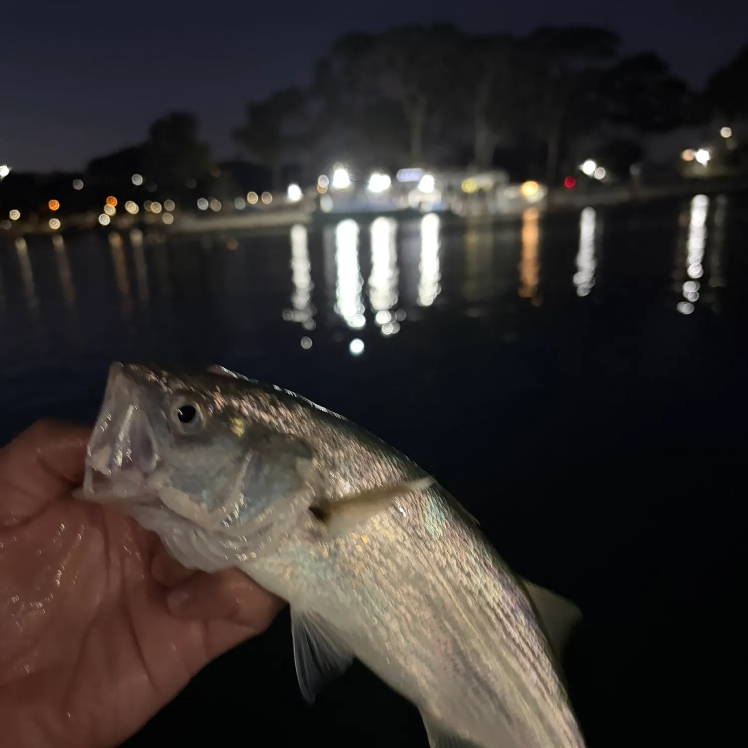 The most recent Spotfin croaker catches on Fishbrain