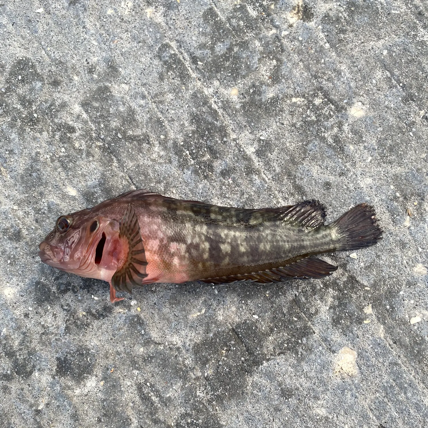 Florida blenny caught on Fishbrain