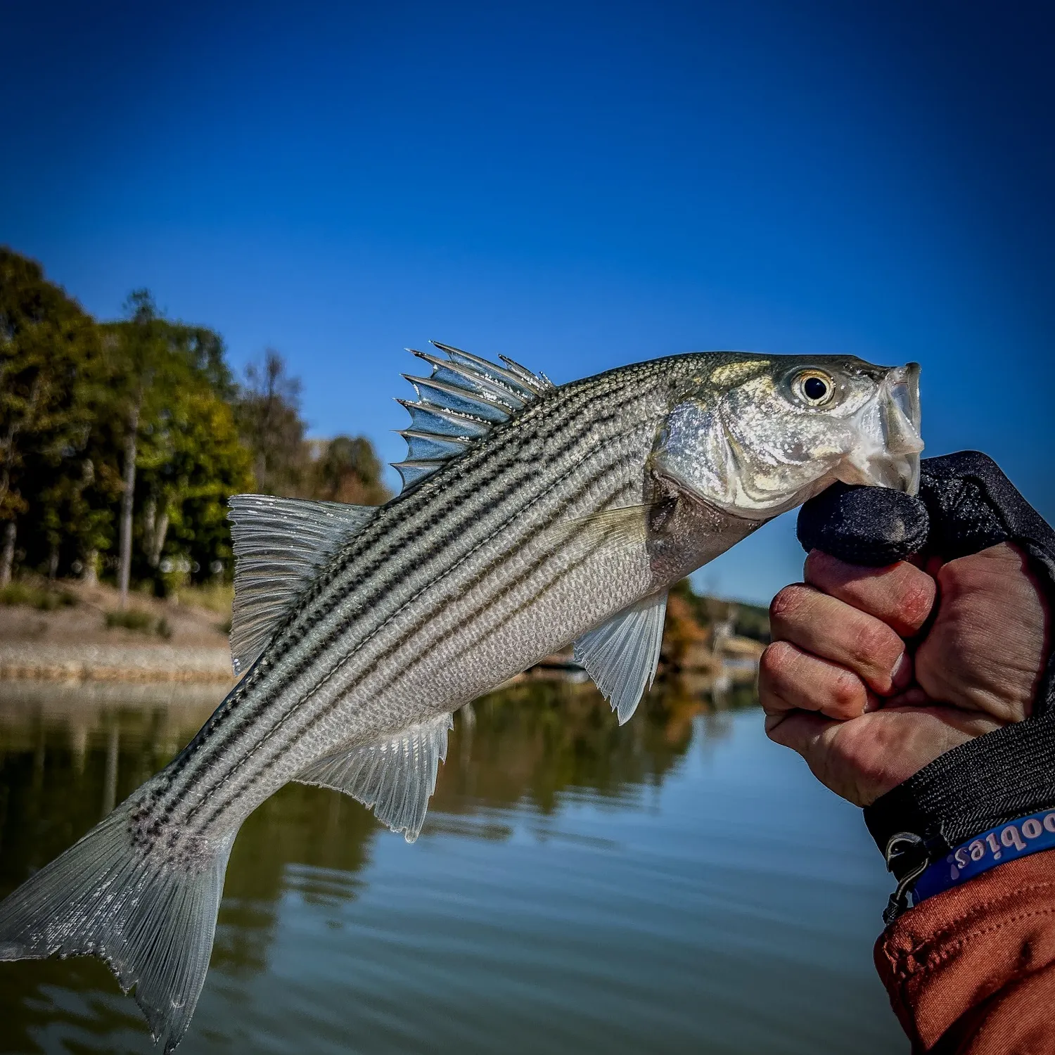 Striped bass caught on Fishbrain