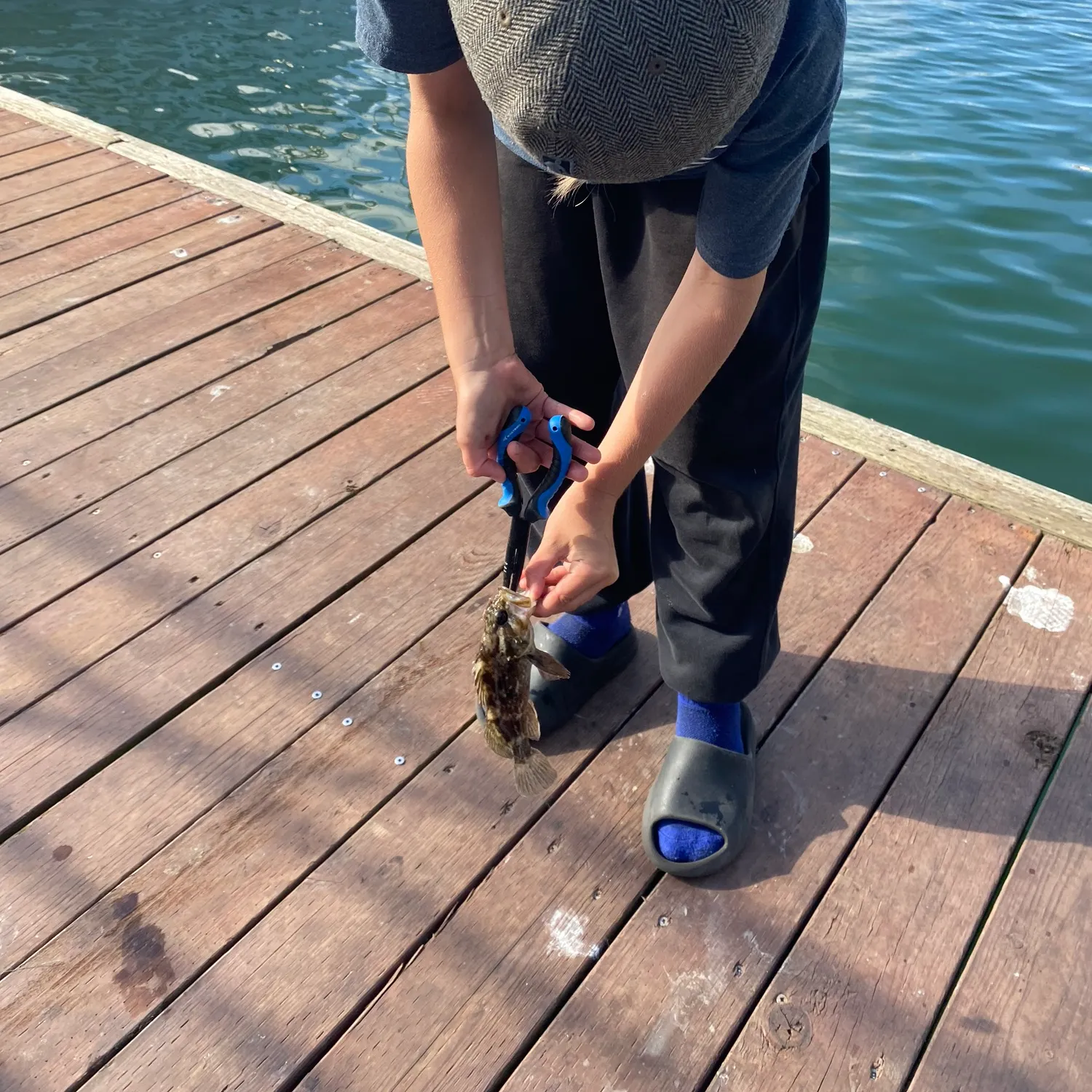 The most recent Grass rockfish catches on Fishbrain