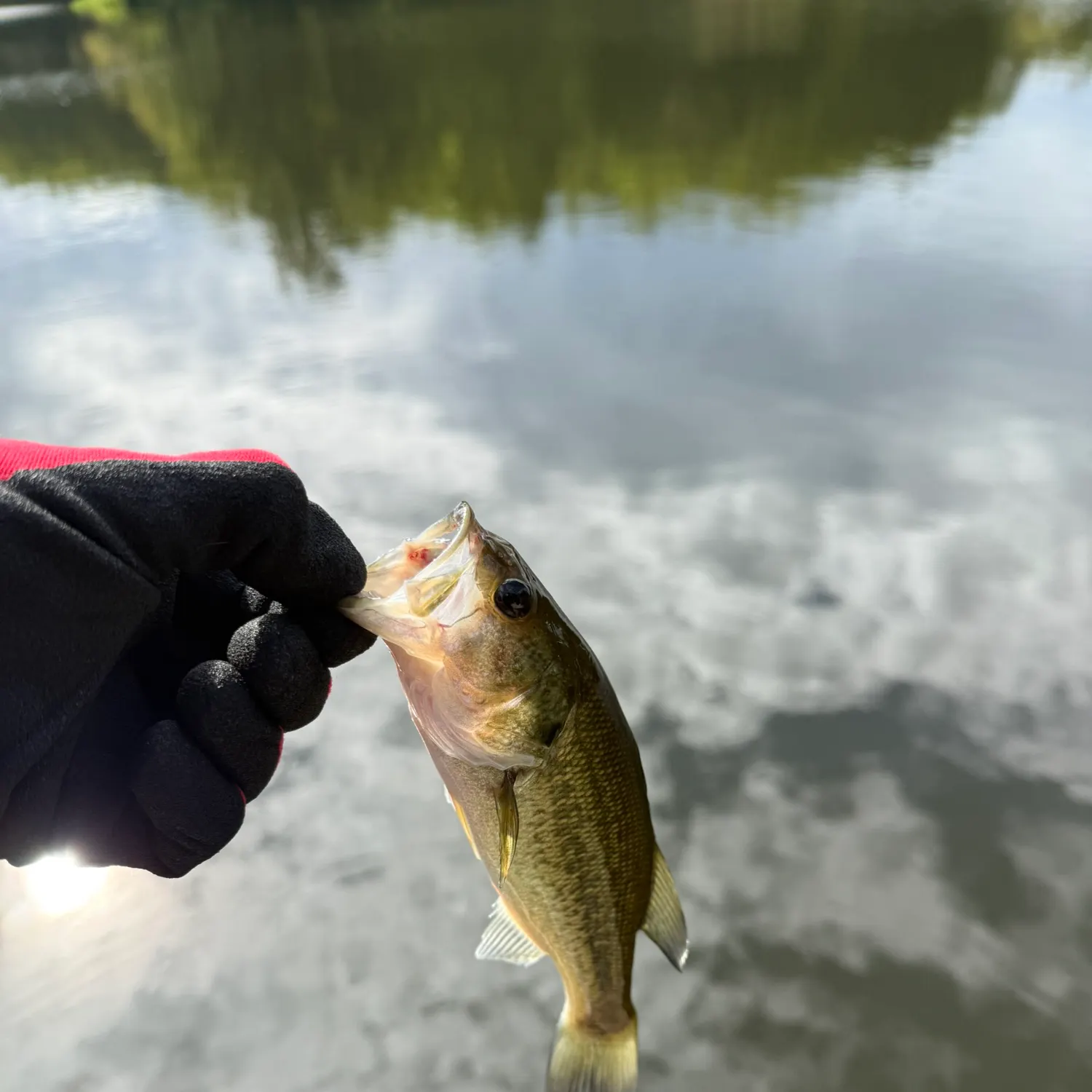 Largemouth bass caught on Fishbrain