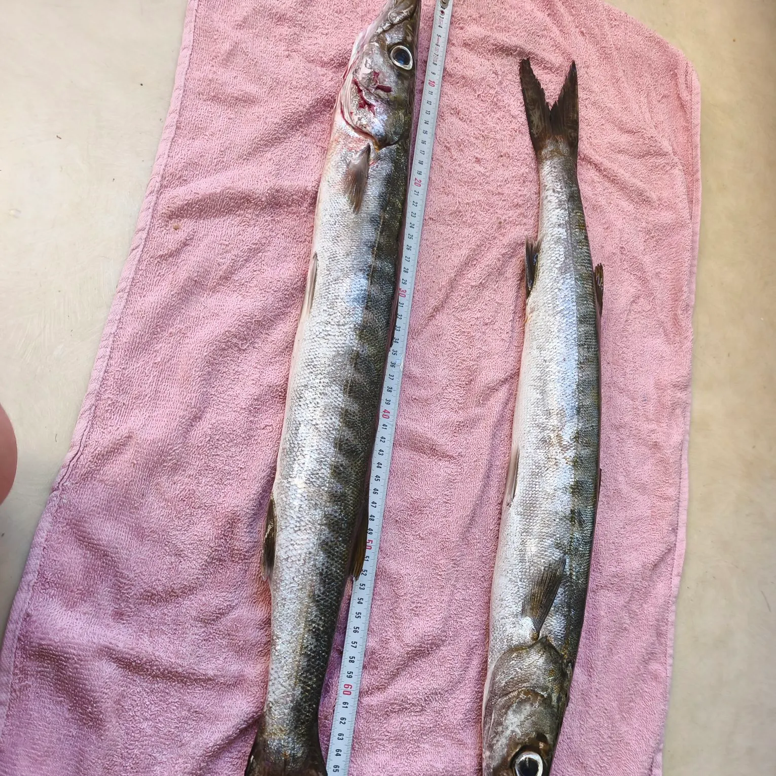 recently logged catches