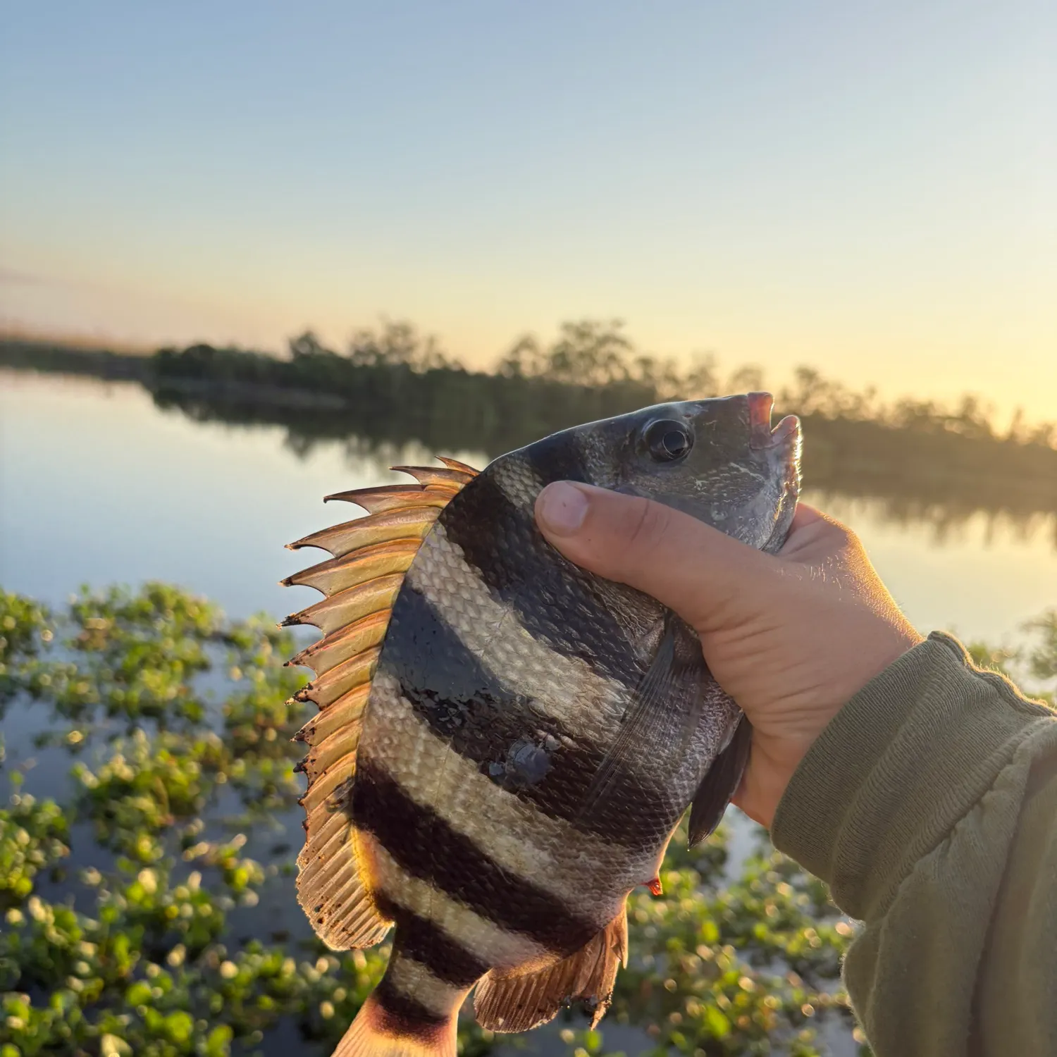 Sheepshead caught on Fishbrain