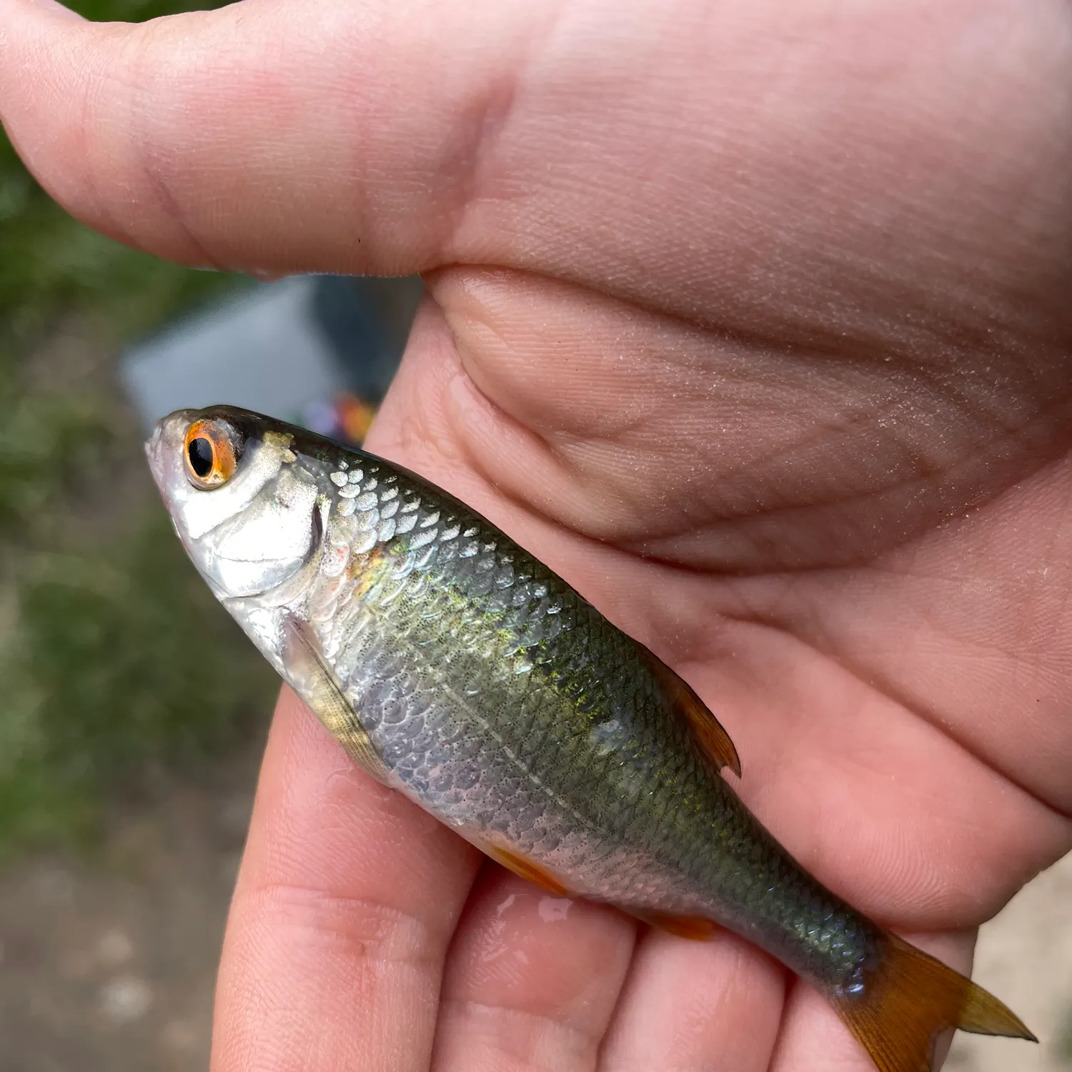 Common roach caught on Fishbrain