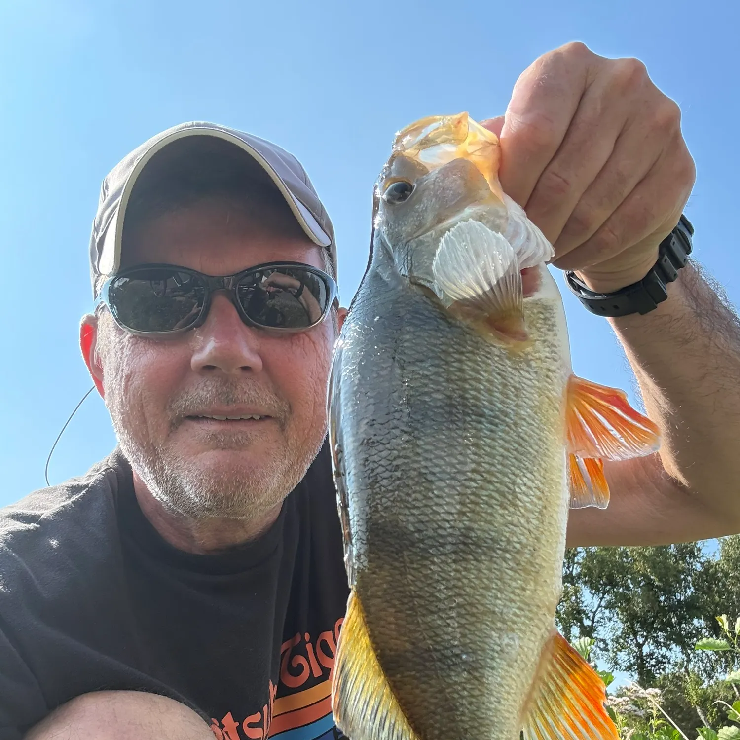 European perch caught on Fishbrain