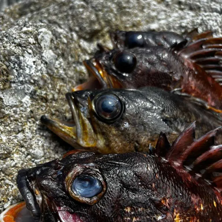 The most recent Gopher rockfish catches on Fishbrain