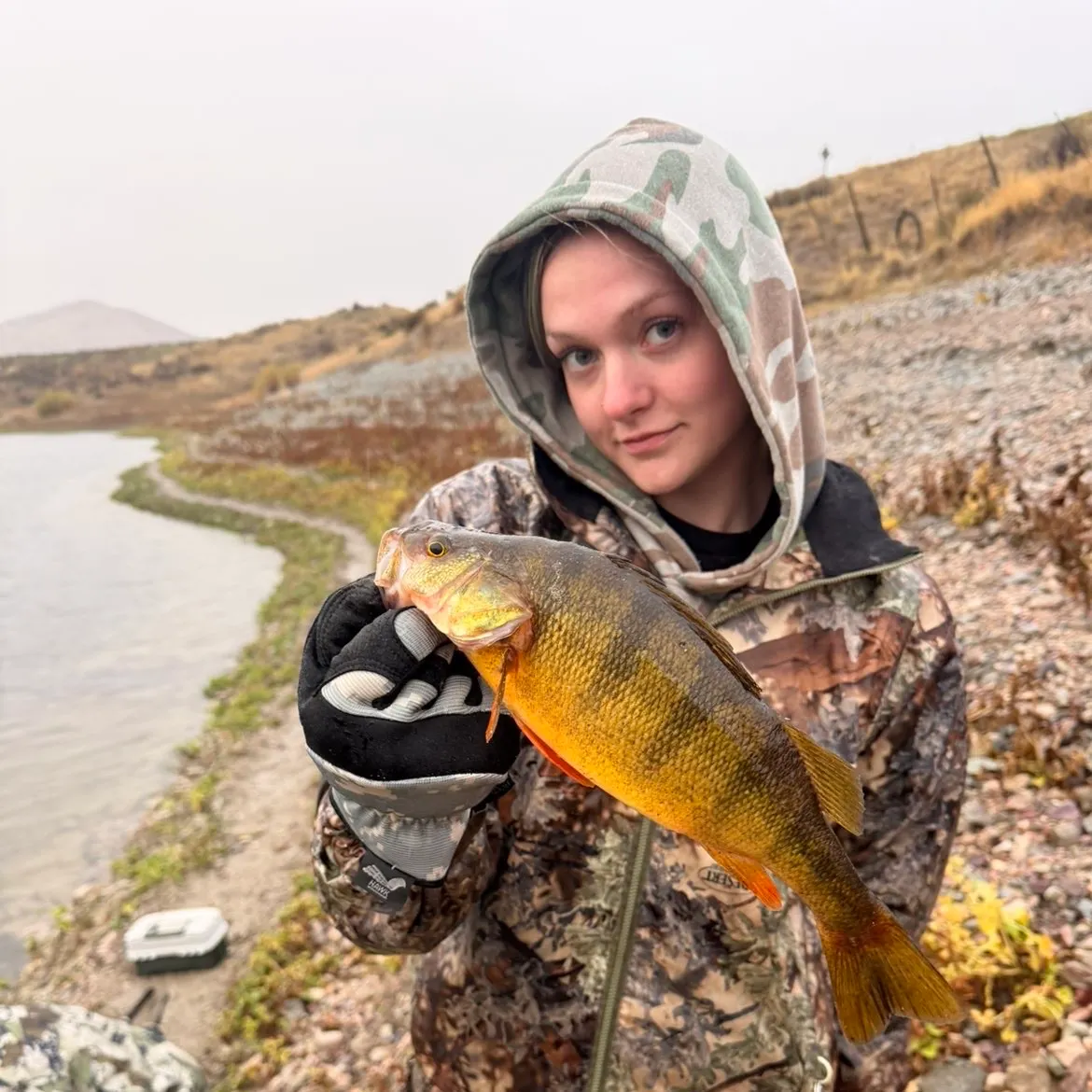 Yellow perch caught on Fishbrain