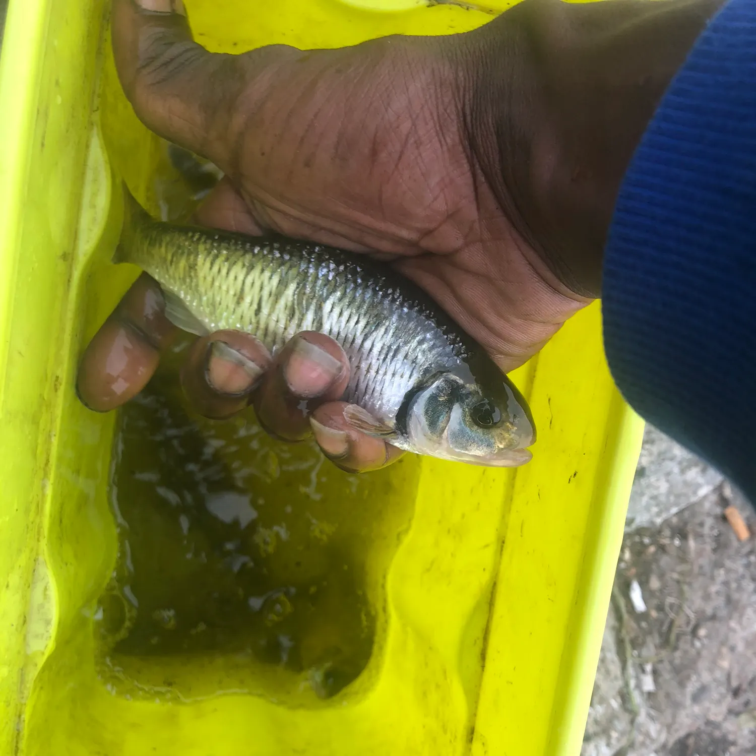 The most recent Striped shiner catches on Fishbrain