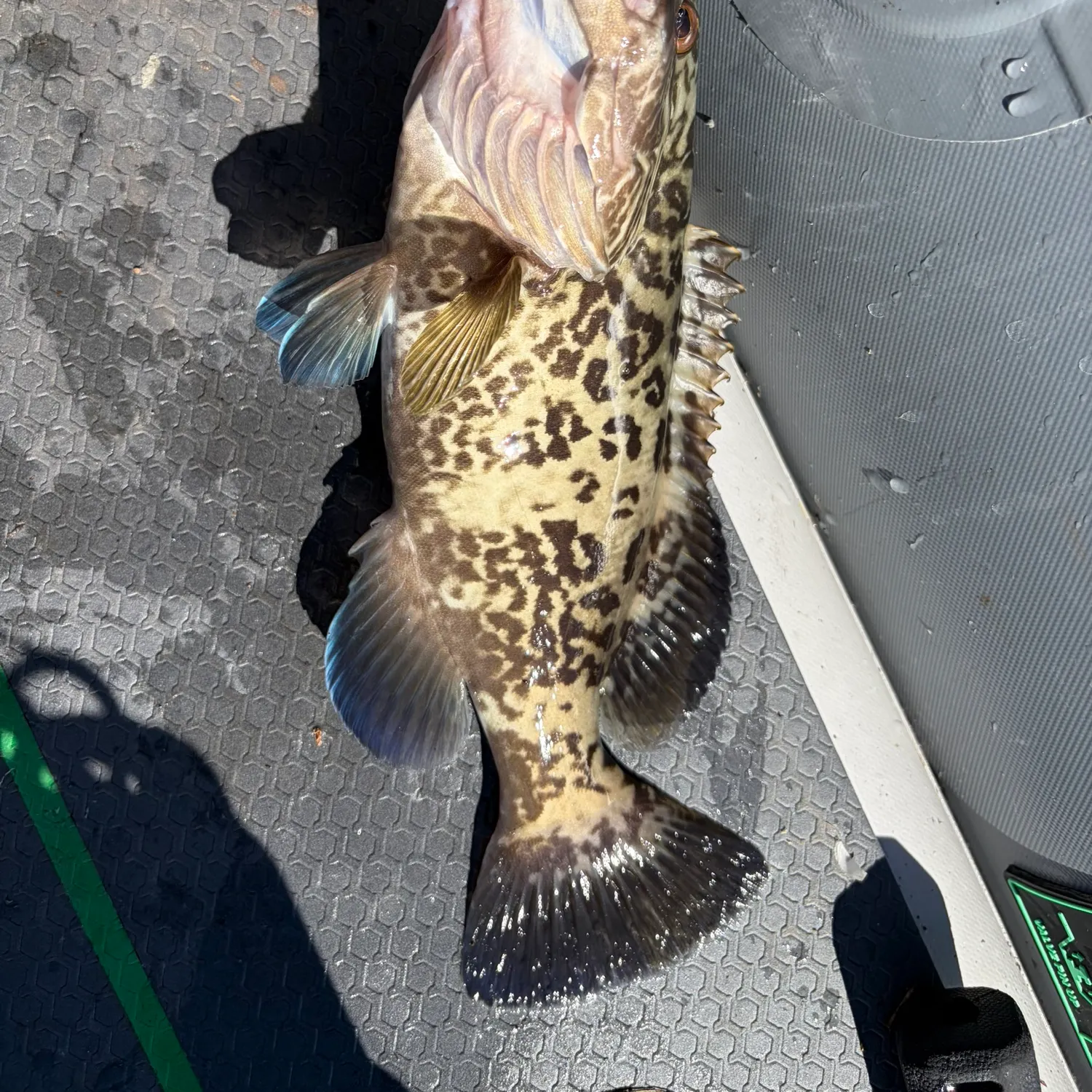 Gag grouper caught on Fishbrain