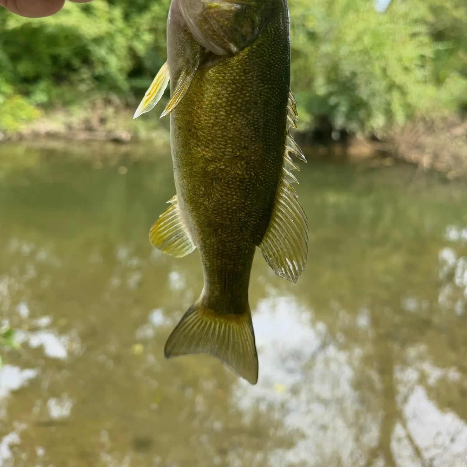 Smallmouth bass caught on Fishbrain