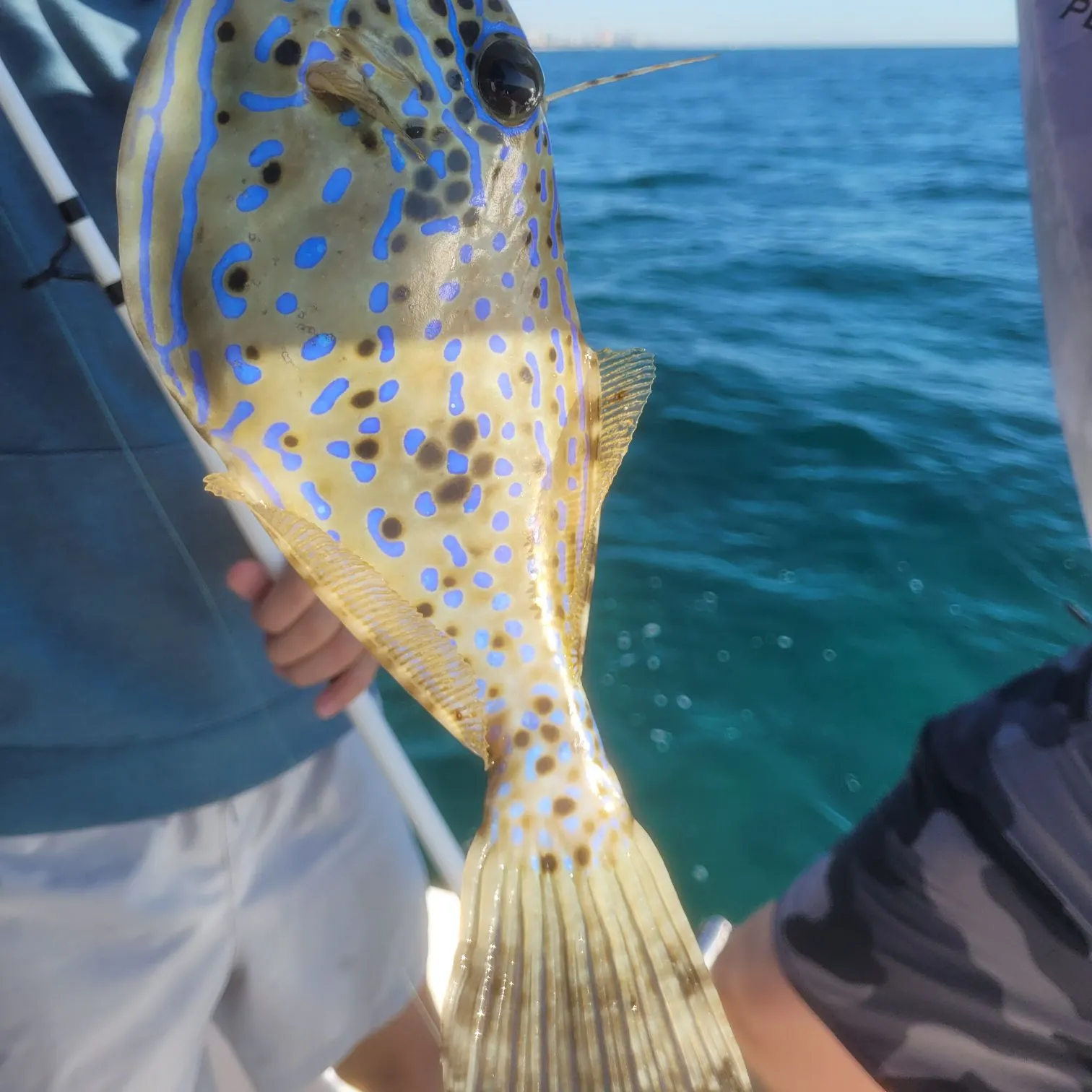The most recent Scrawled filefish catches on Fishbrain