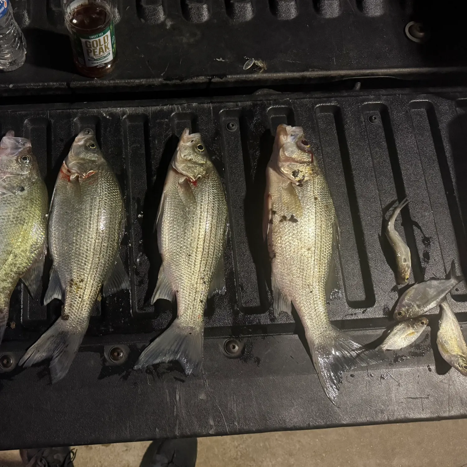 The most recent White bass catches on Fishbrain