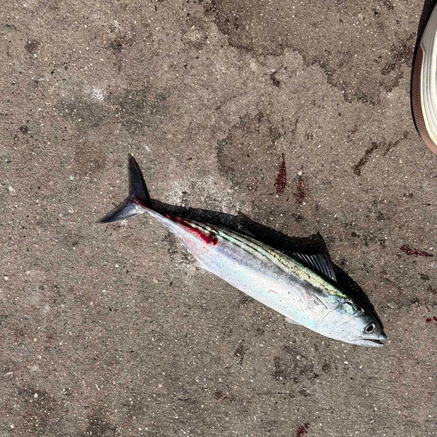Pacific bonito caught on Fishbrain