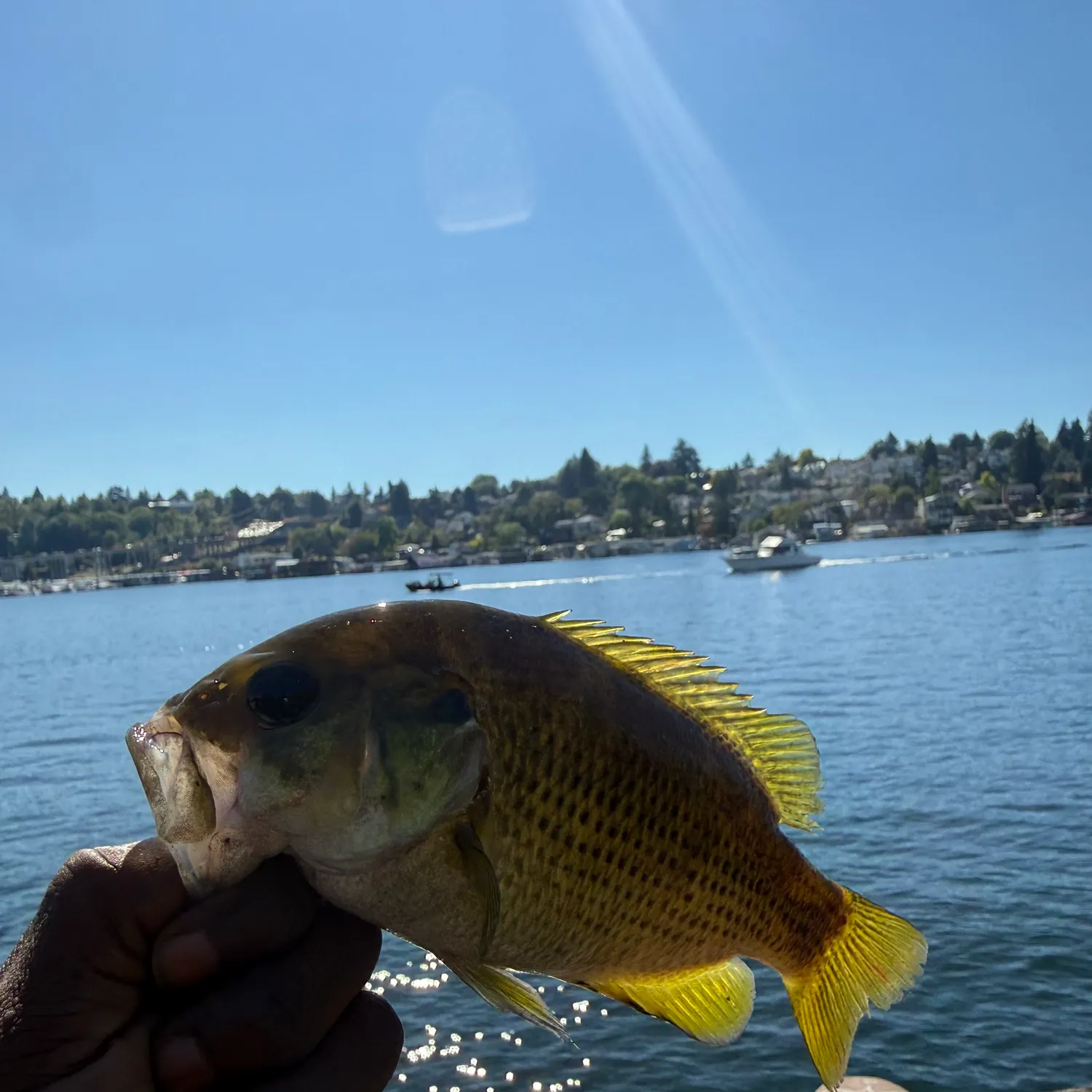 Rock bass caught on Fishbrain
