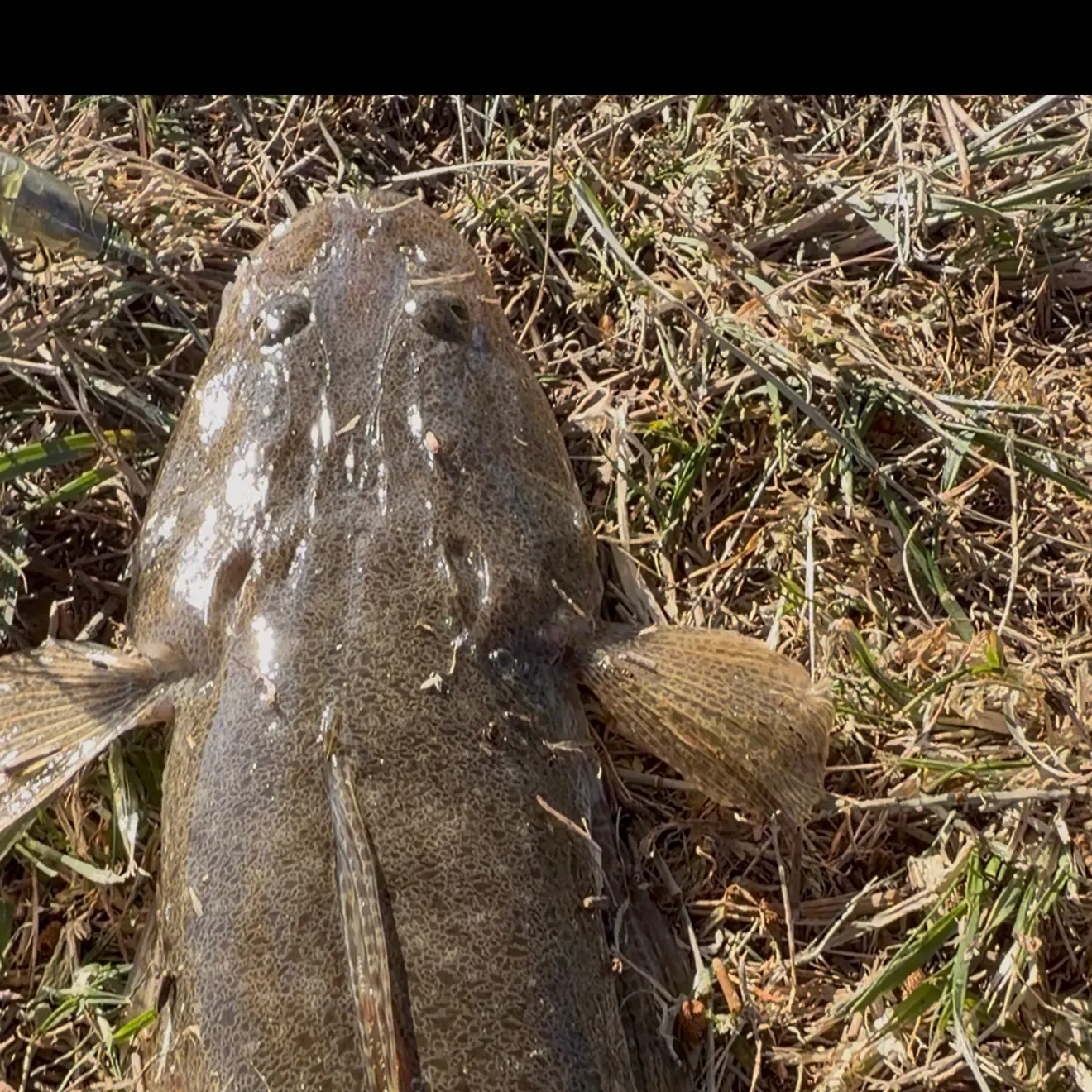 Bartail flathead caught on Fishbrain
