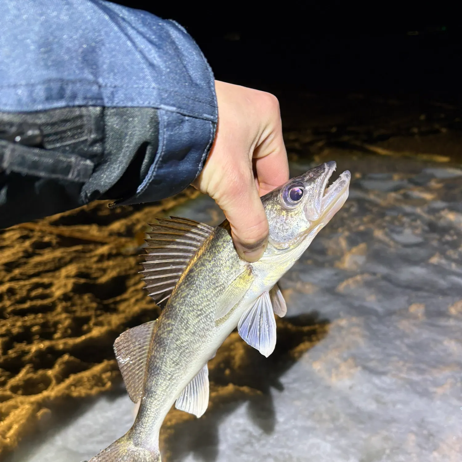 The most recent Walleye catches on Fishbrain