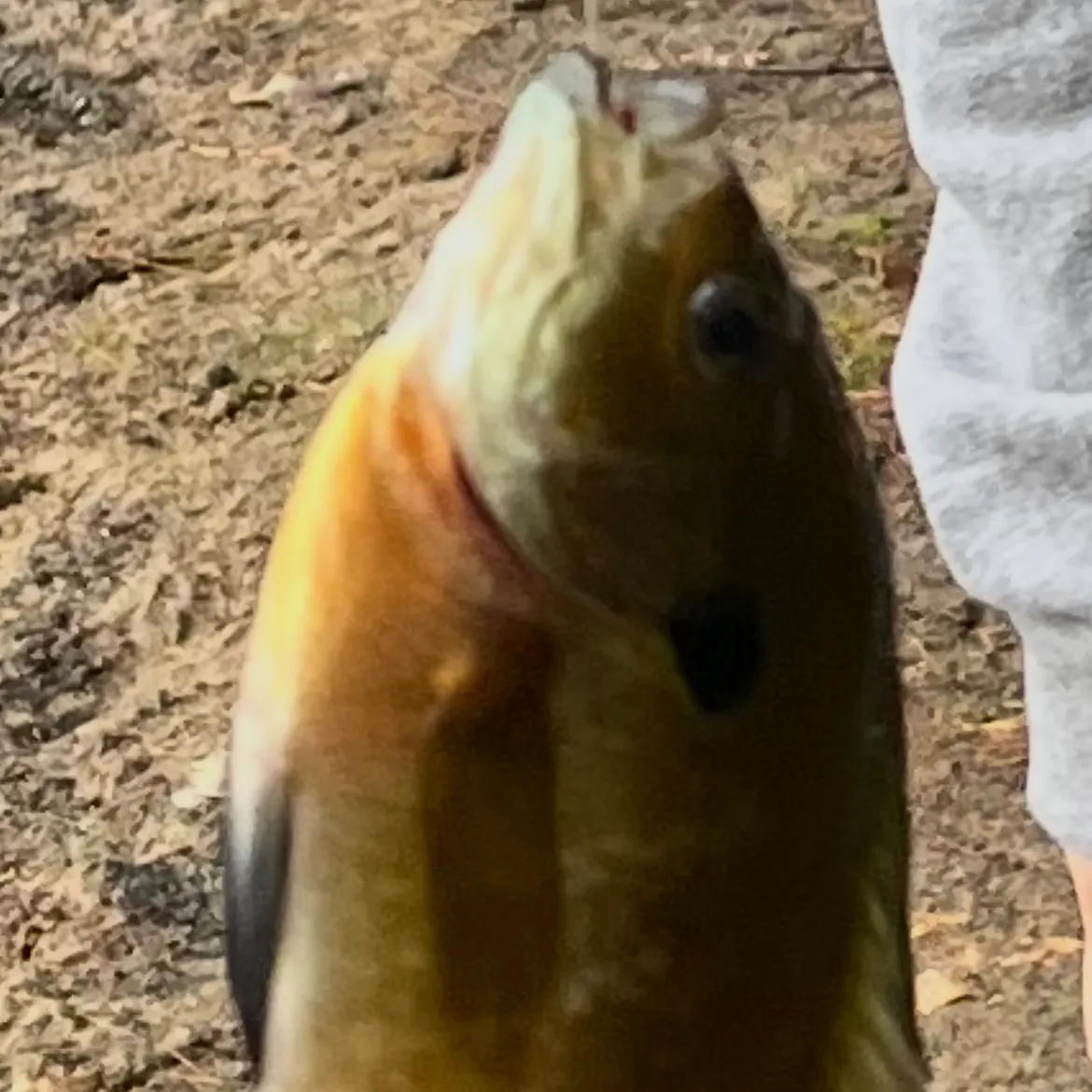 Bluegill caught on Fishbrain