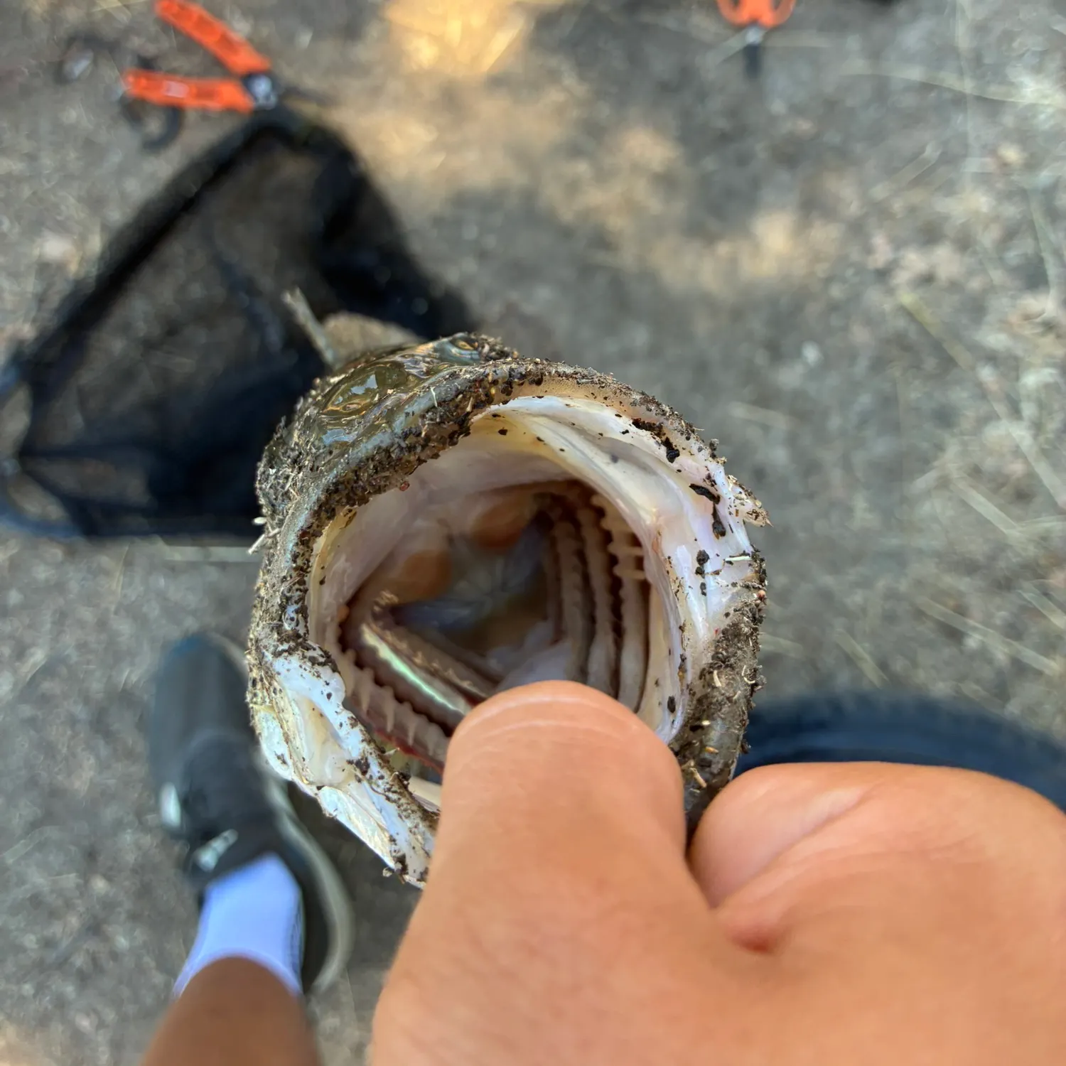 catch