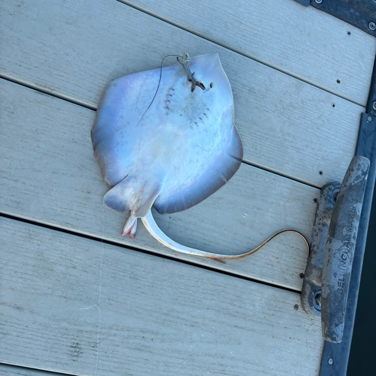 Atlantic stingray caught on Fishbrain