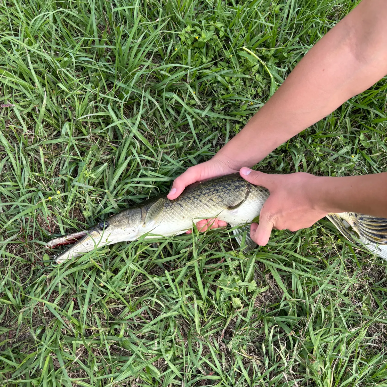 The most recent Alligator gar catches on Fishbrain
