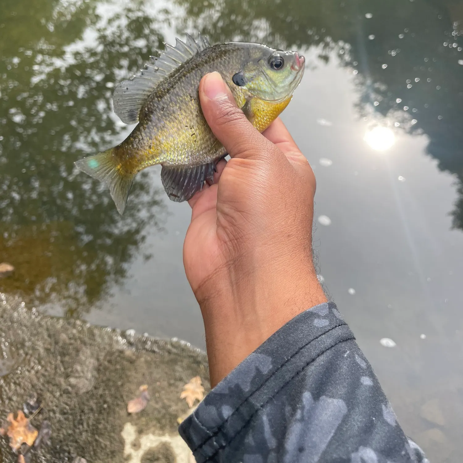 Bluegill caught on Fishbrain