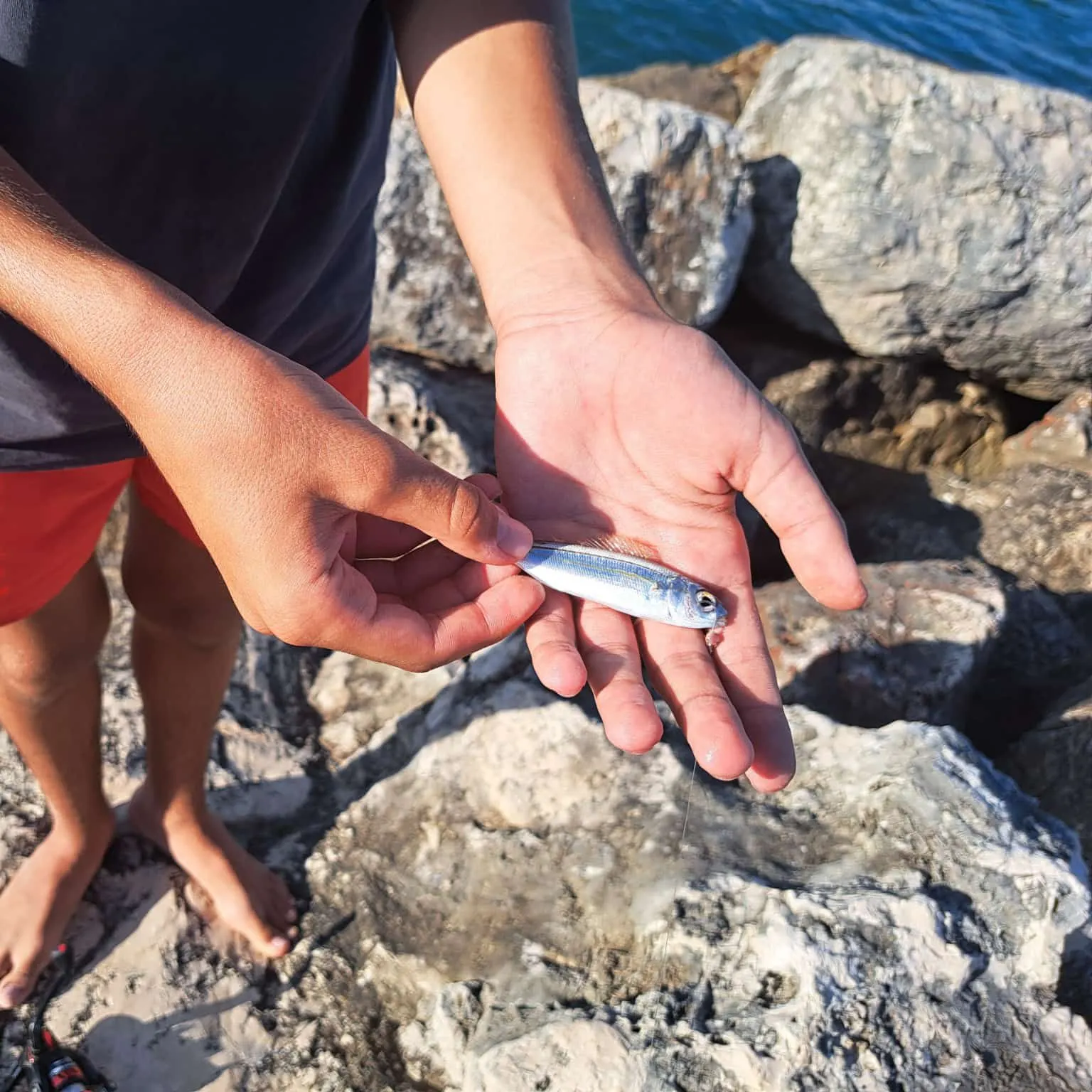 The most recent Round sardinella catches on Fishbrain