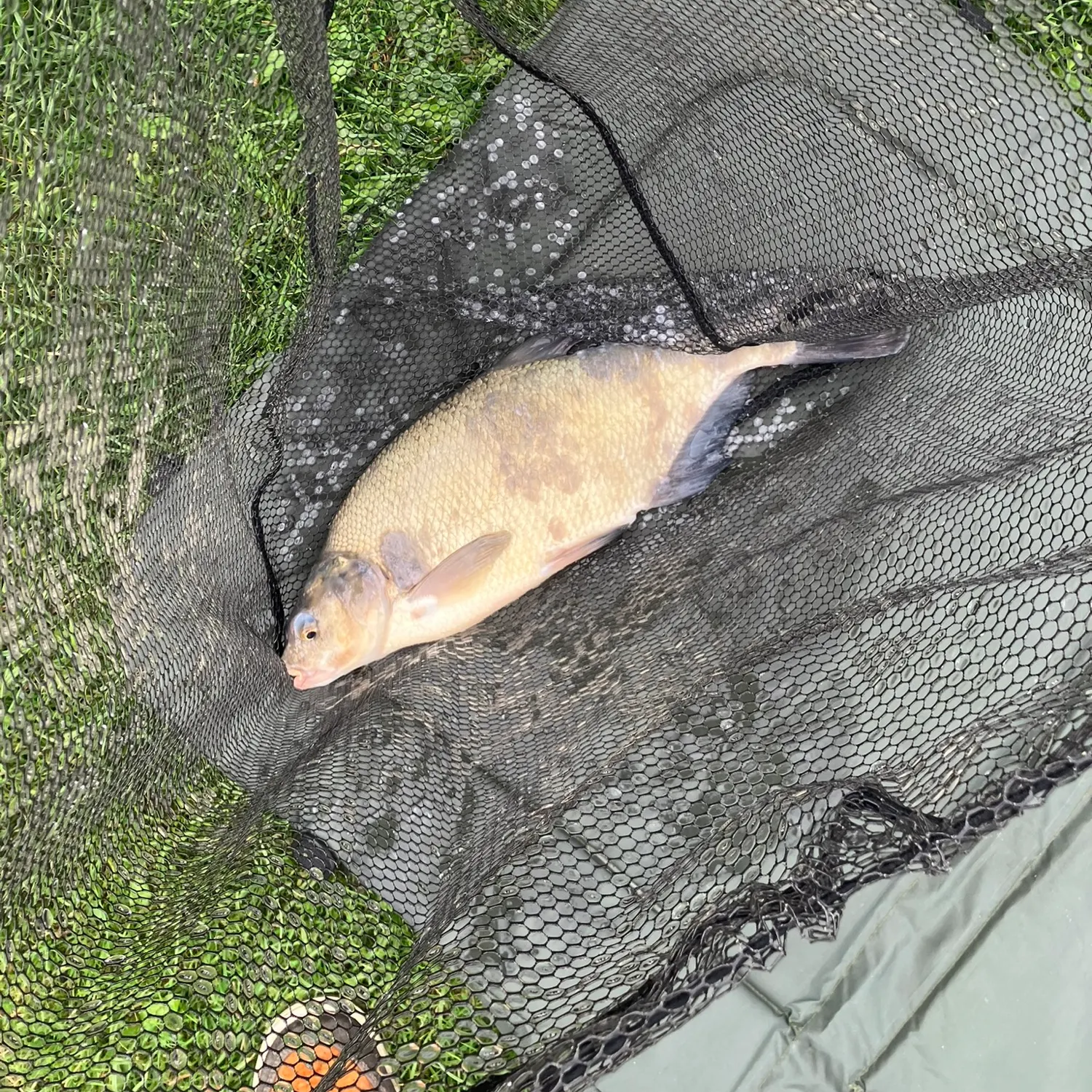 Common bream caught on Fishbrain