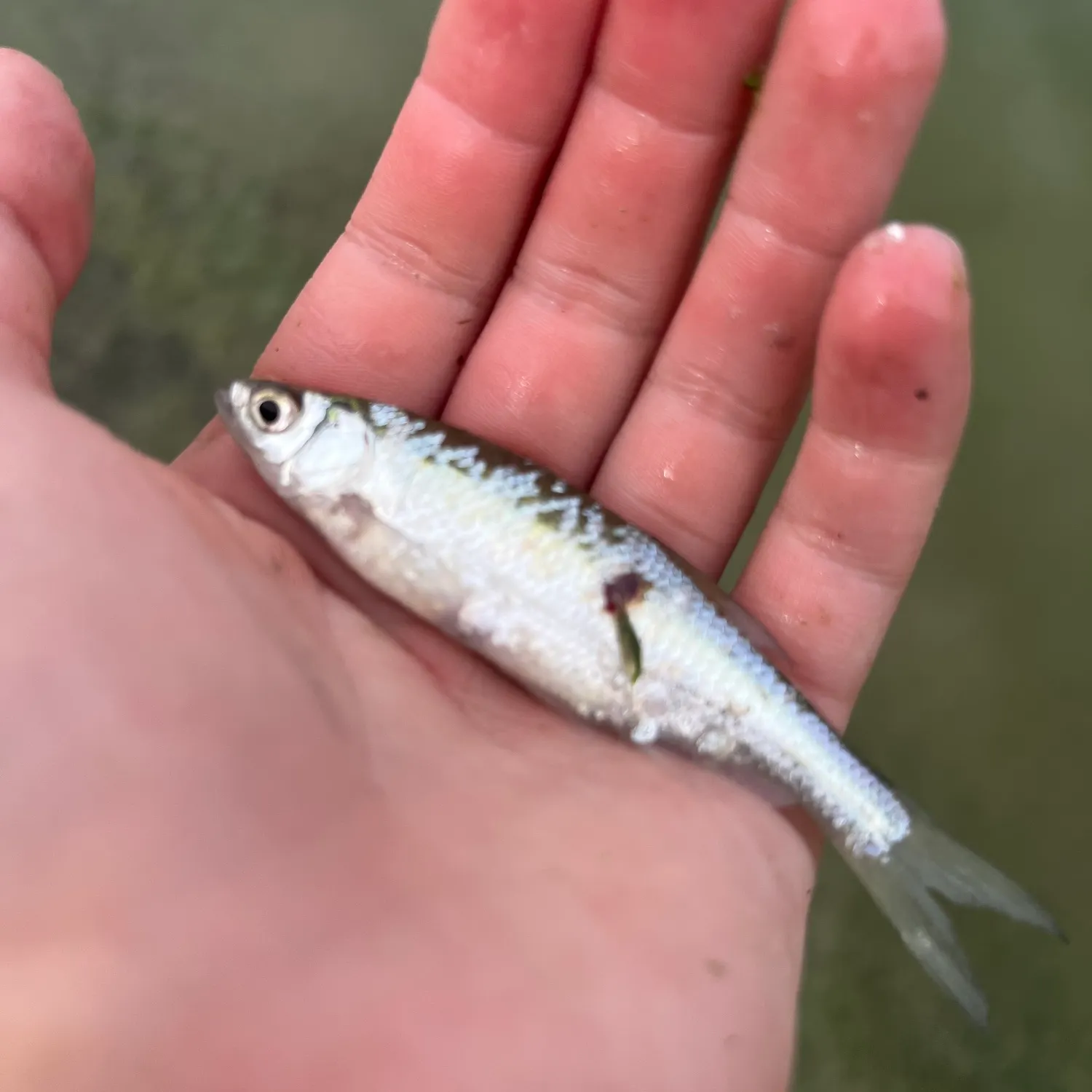 The most recent Common shiner catches on Fishbrain