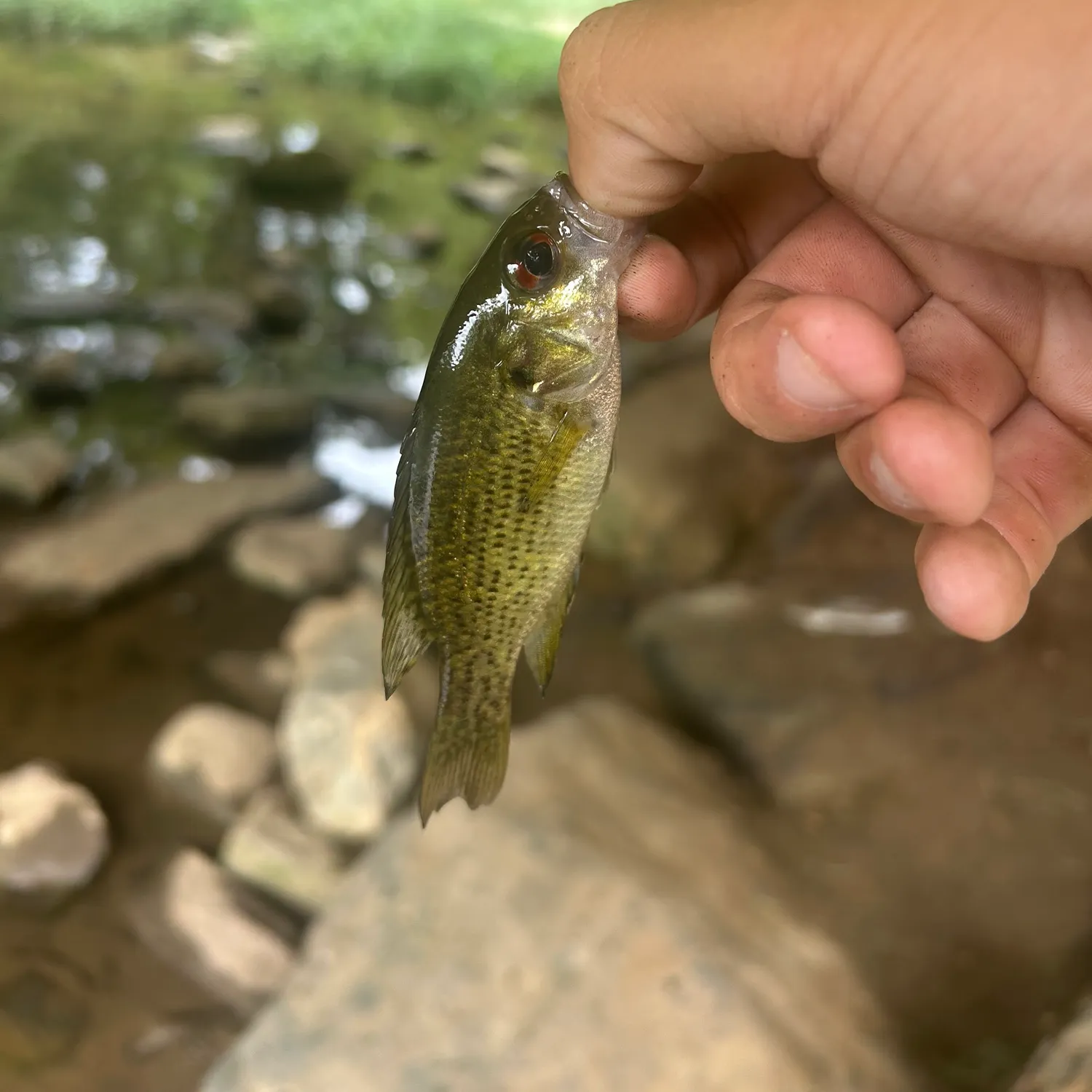 The most recent Bluehead chub catches on Fishbrain
