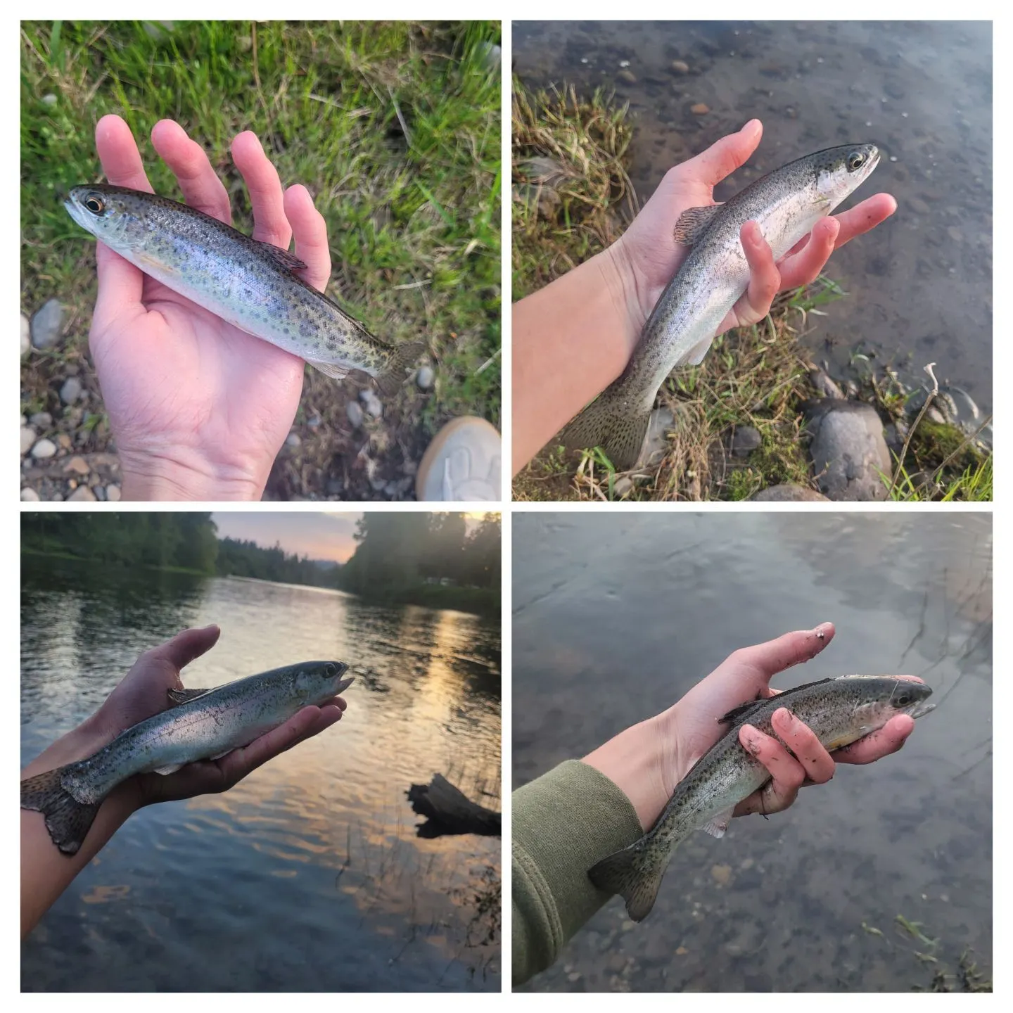 recently logged catches