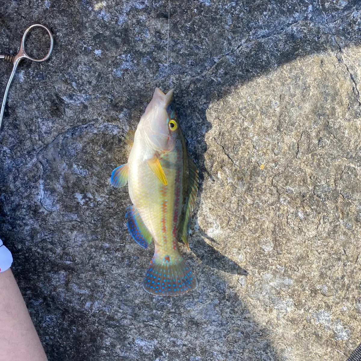 The most recent East Atlantic peacock wrasse catches on Fishbrain