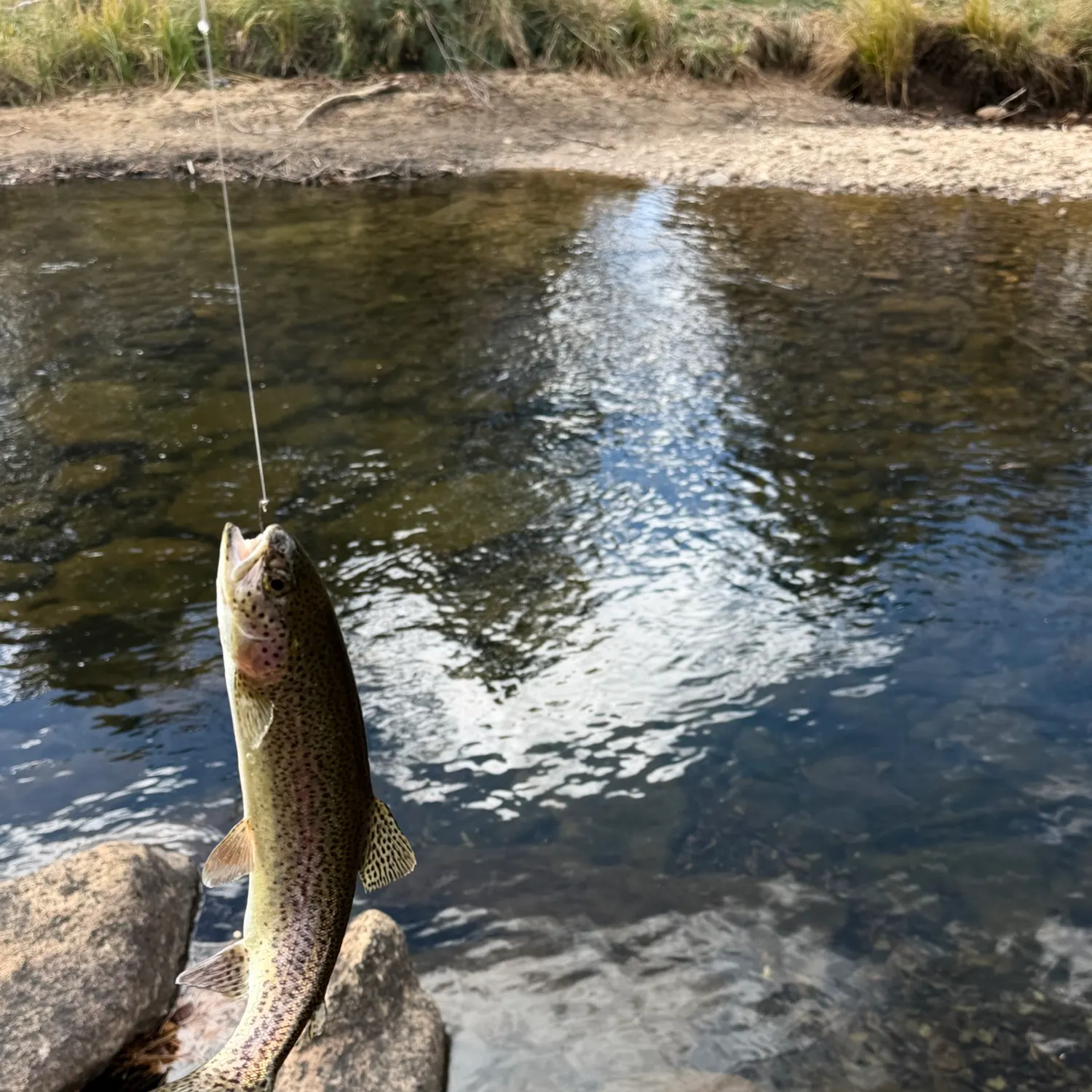 Cutbow caught on Fishbrain