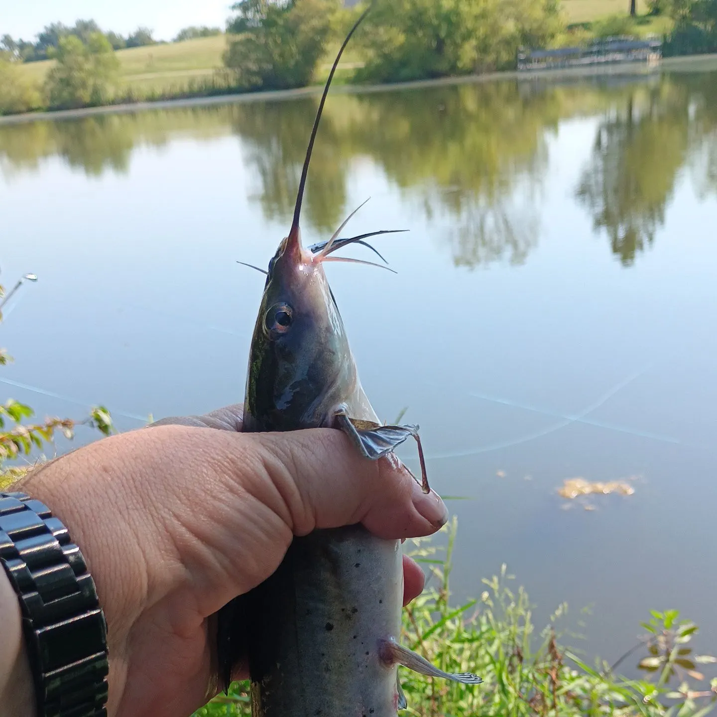 Channel catfish caught on Fishbrain