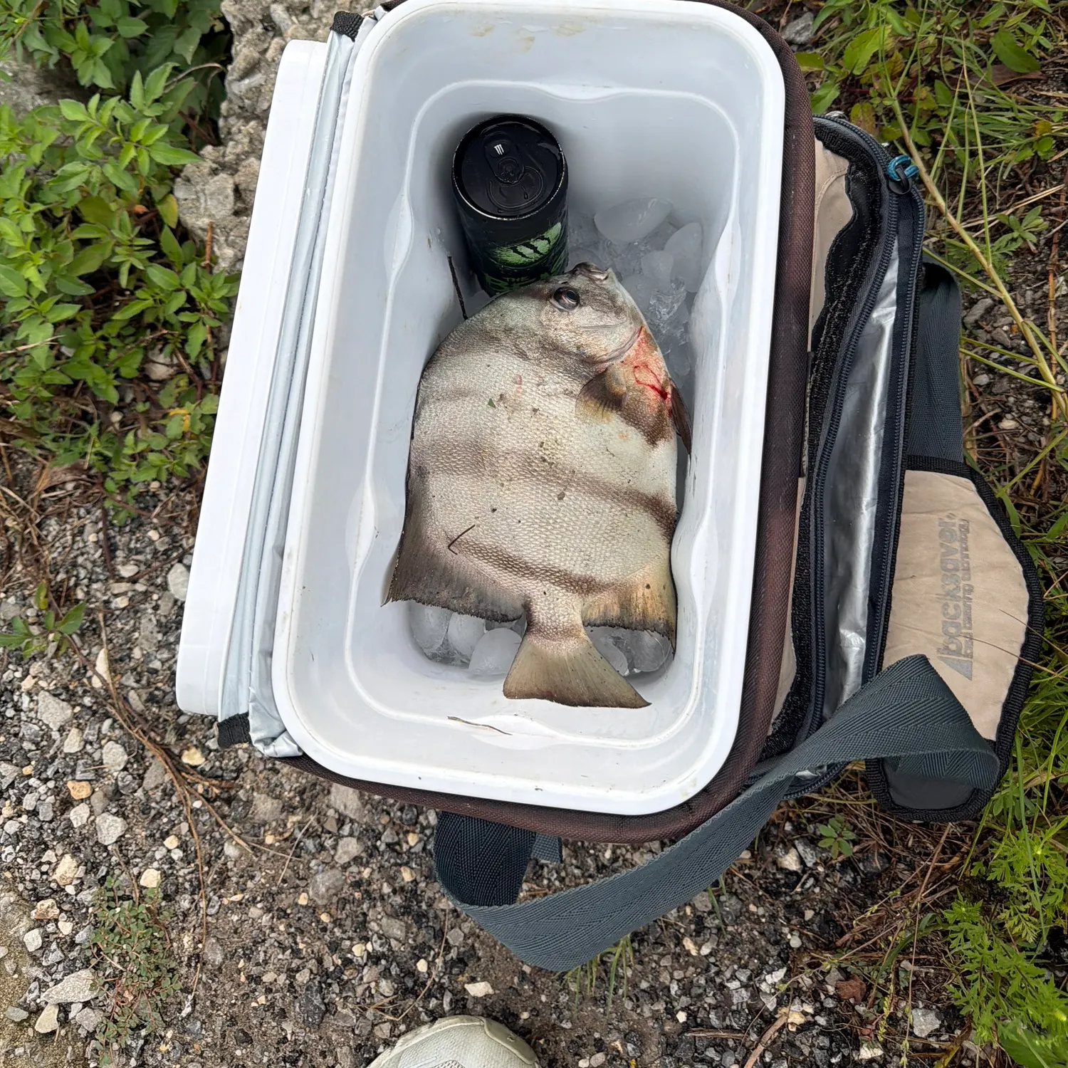 Atlantic spadefish caught on Fishbrain