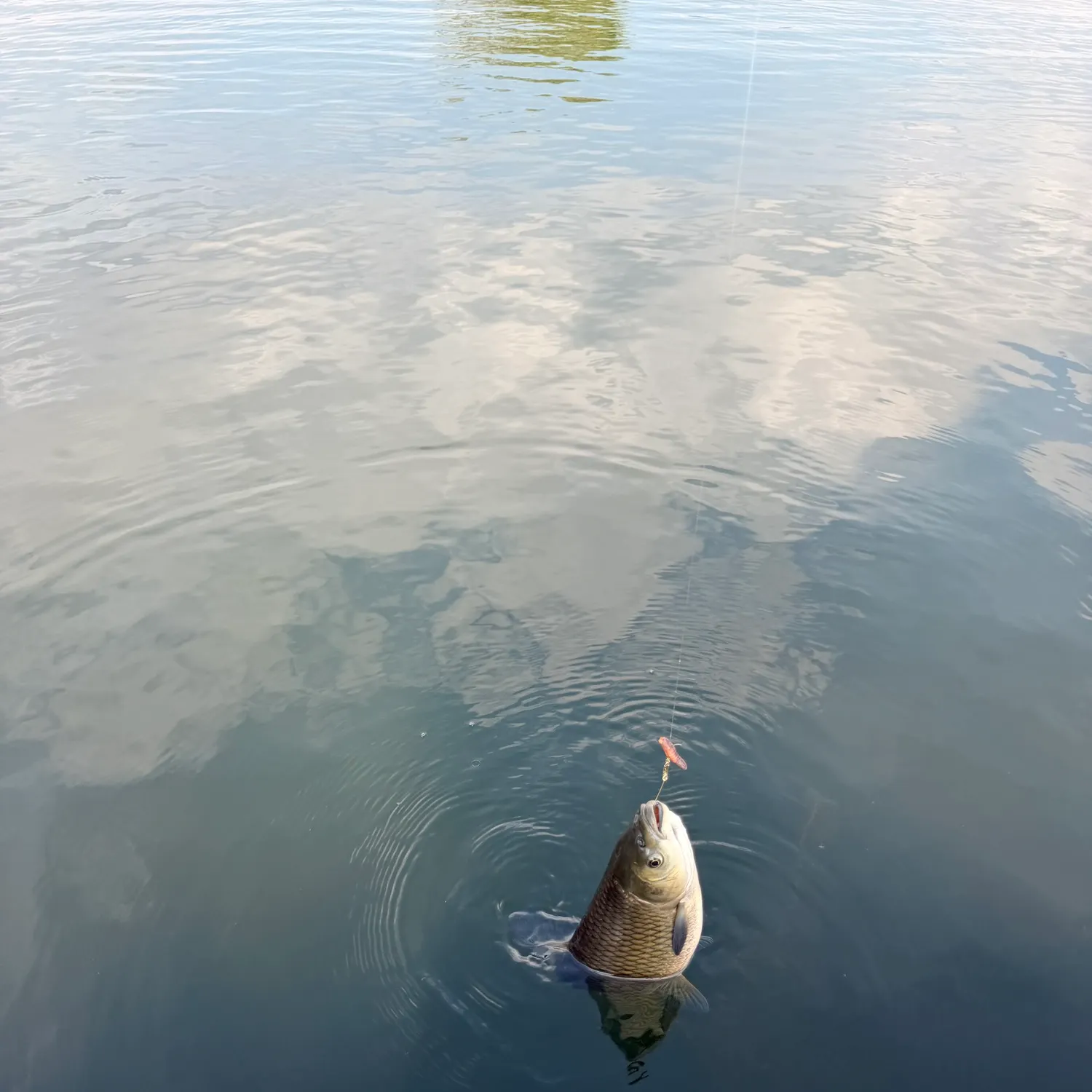 Common carp caught on Fishbrain