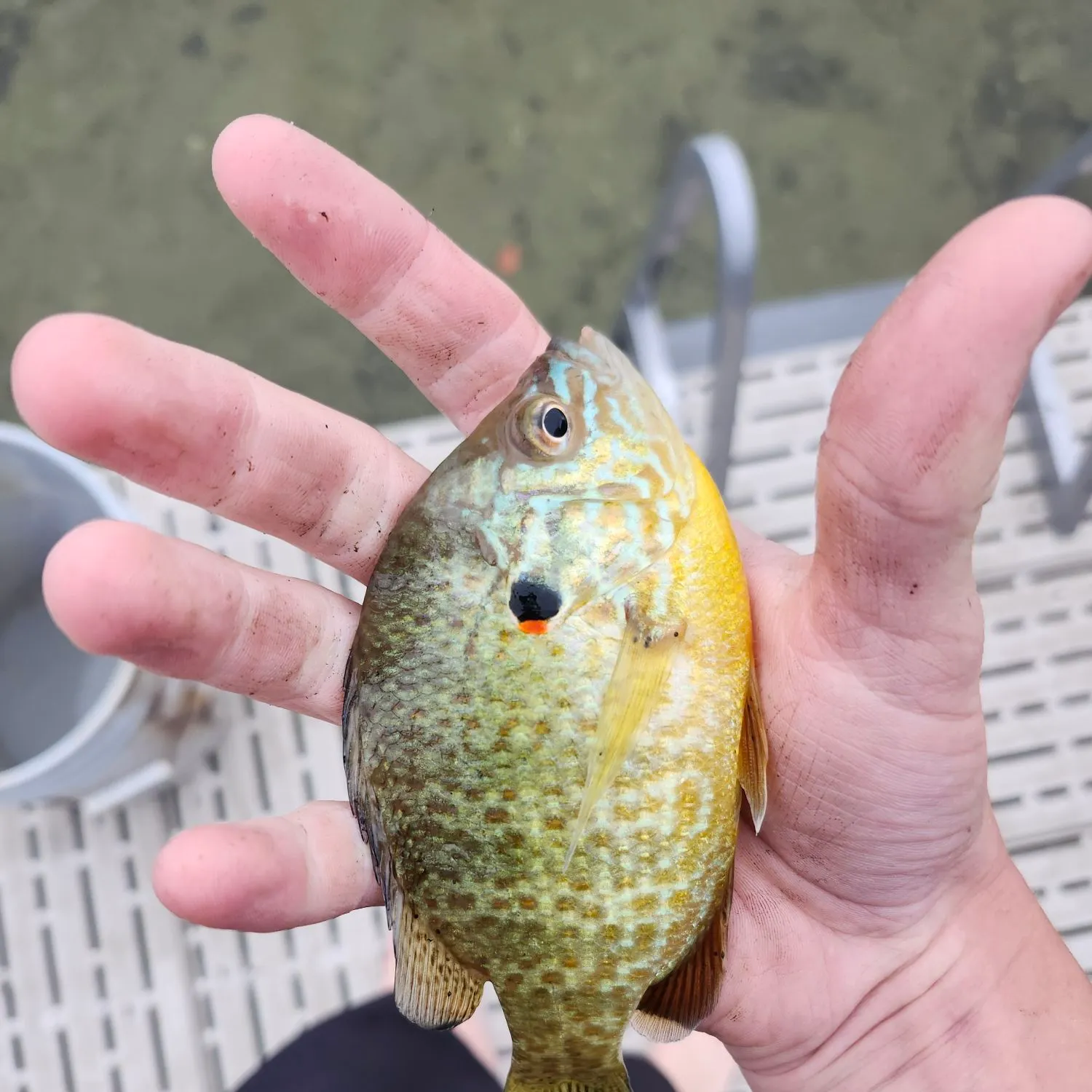 Pumpkinseed caught on Fishbrain