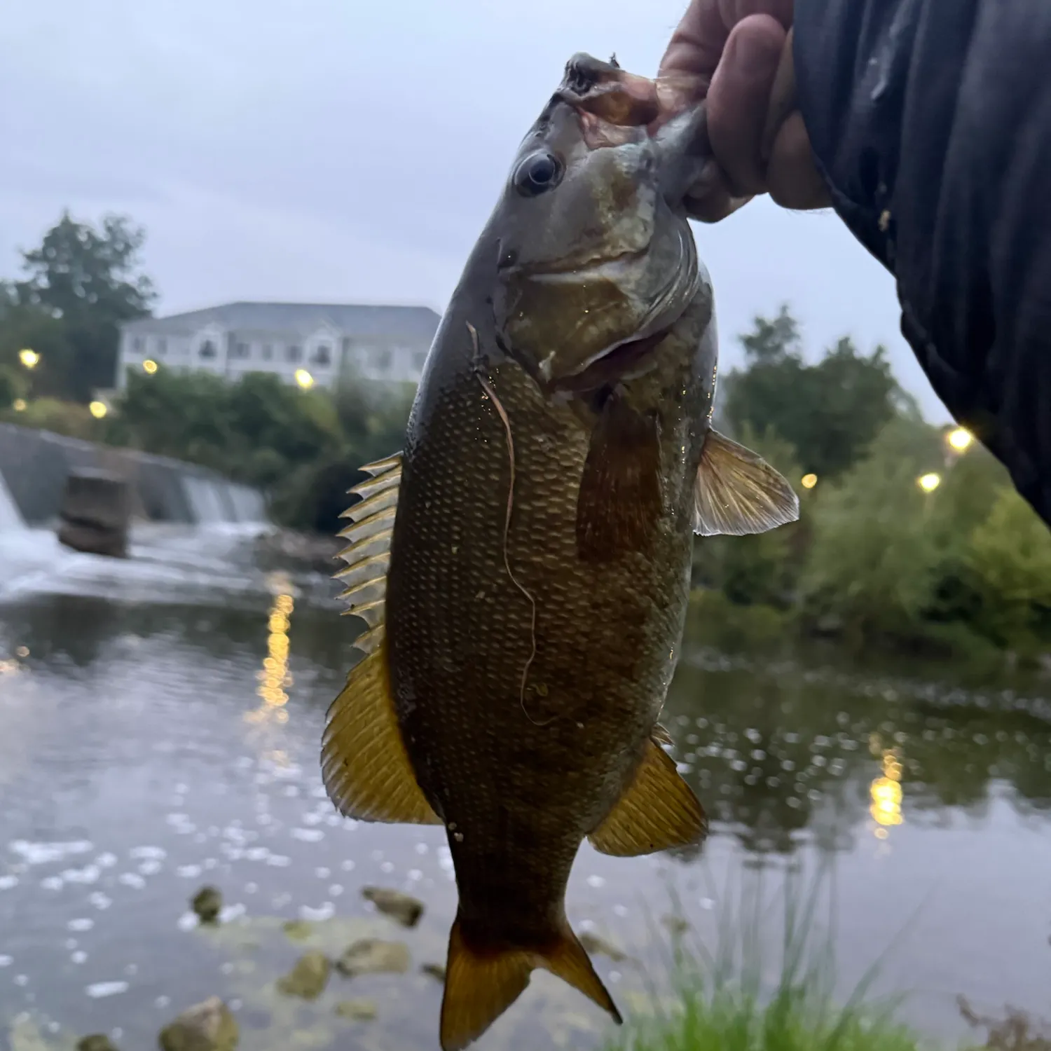 Smallmouth bass caught on Fishbrain