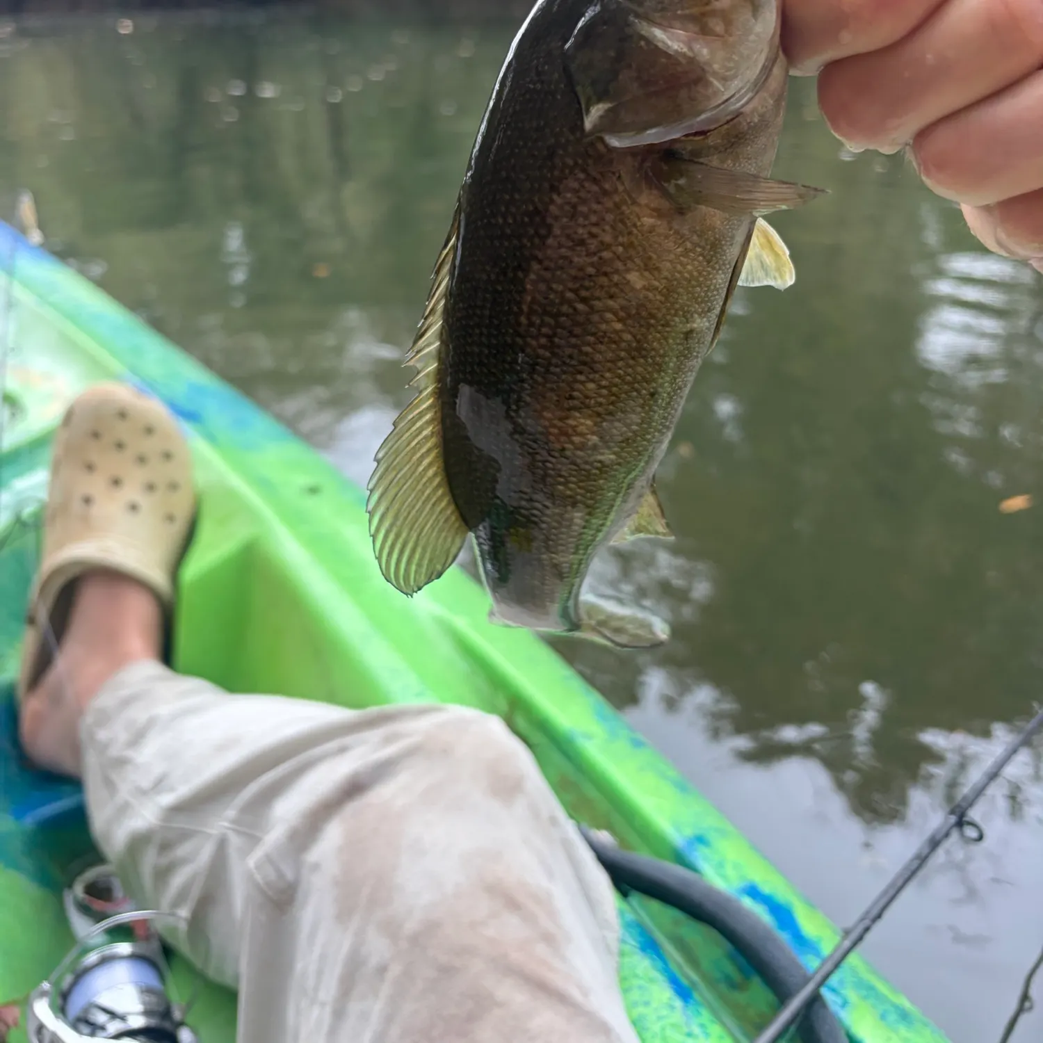 Smallmouth bass caught on Fishbrain