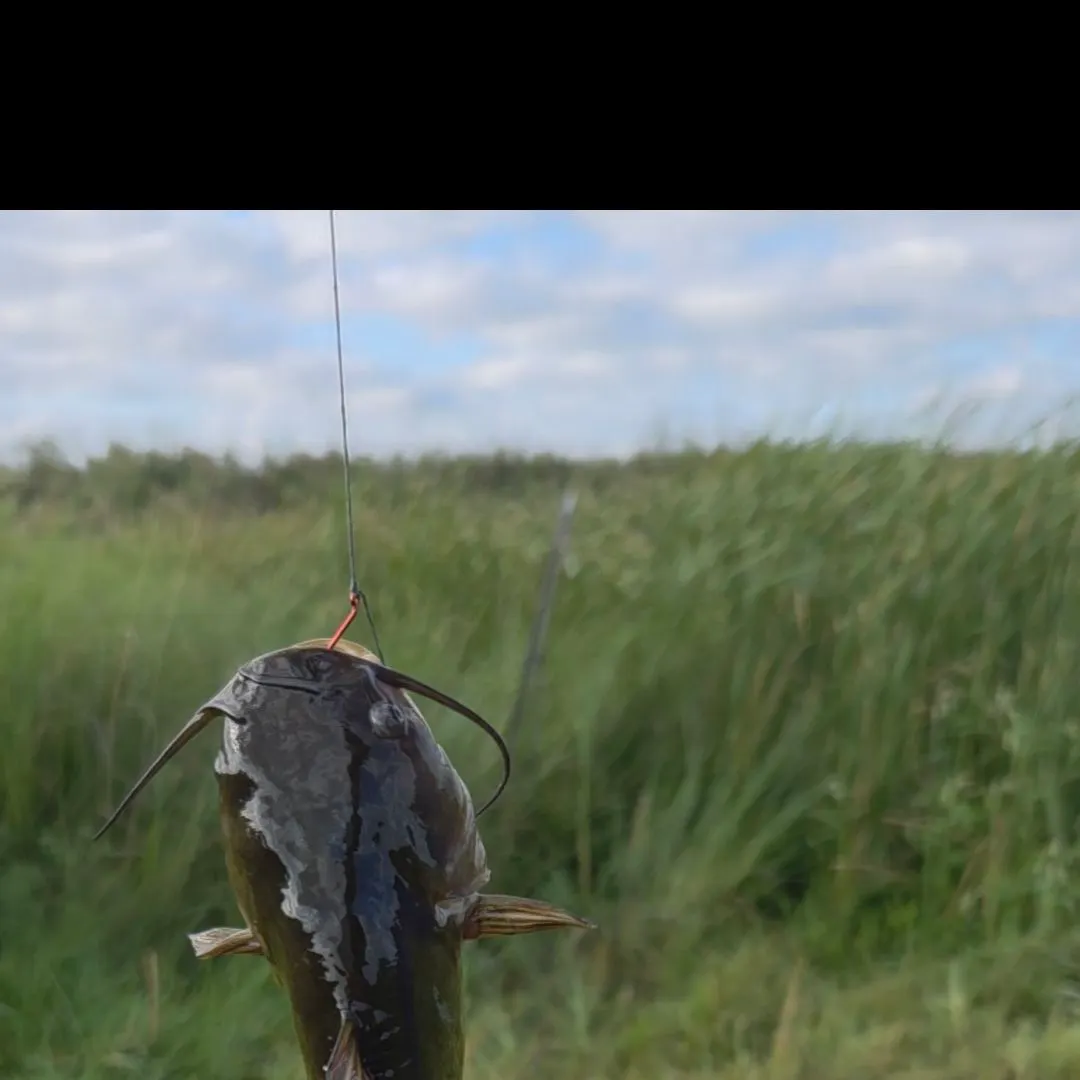 Black bullhead caught on Fishbrain
