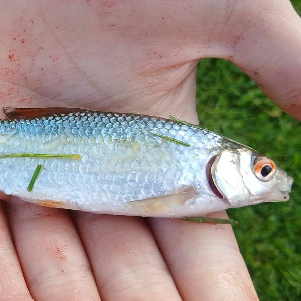 Common roach caught on Fishbrain