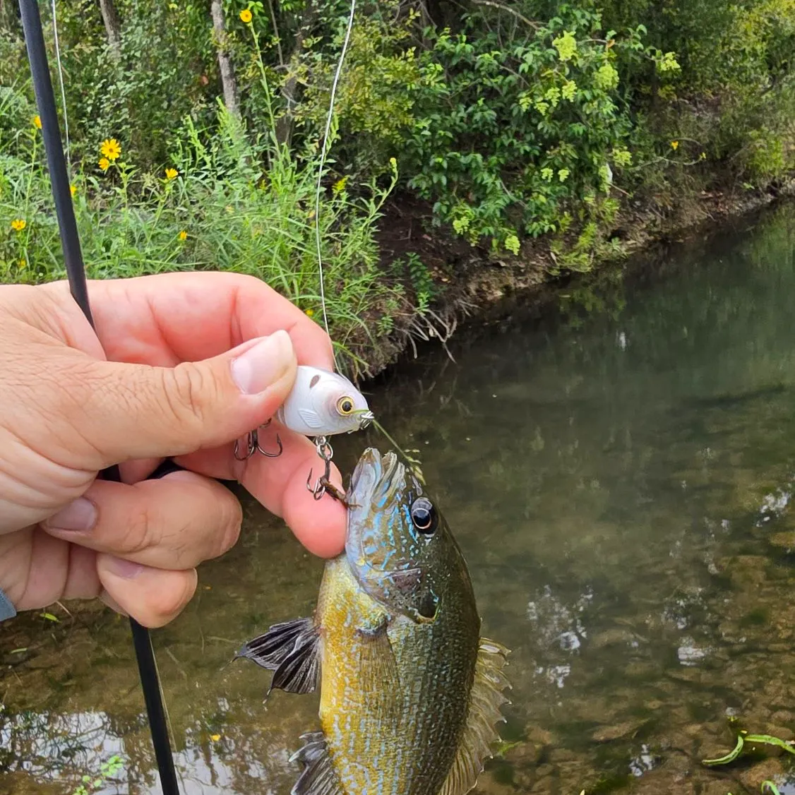 Green sunfish caught on Fishbrain