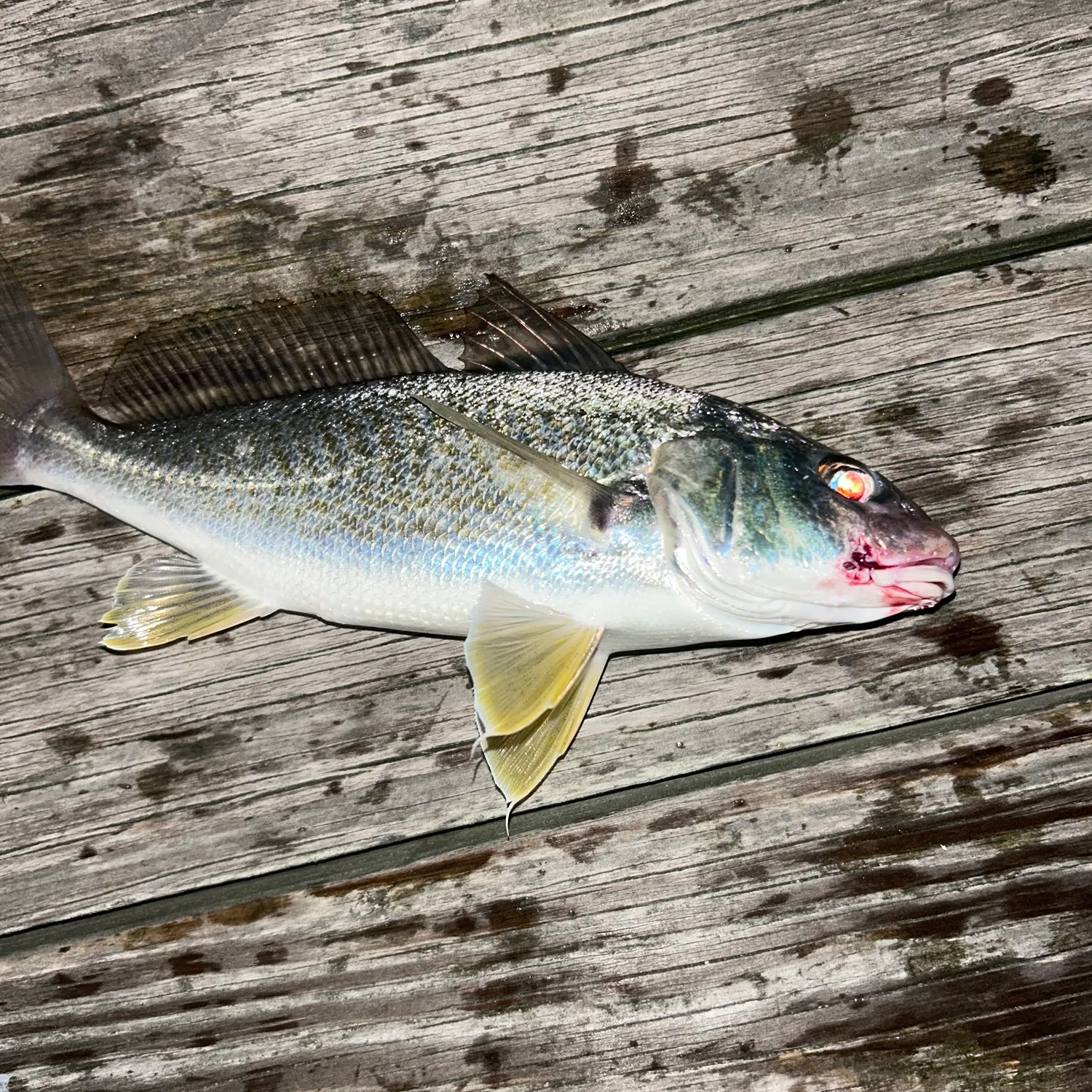 Atlantic croaker caught on Fishbrain