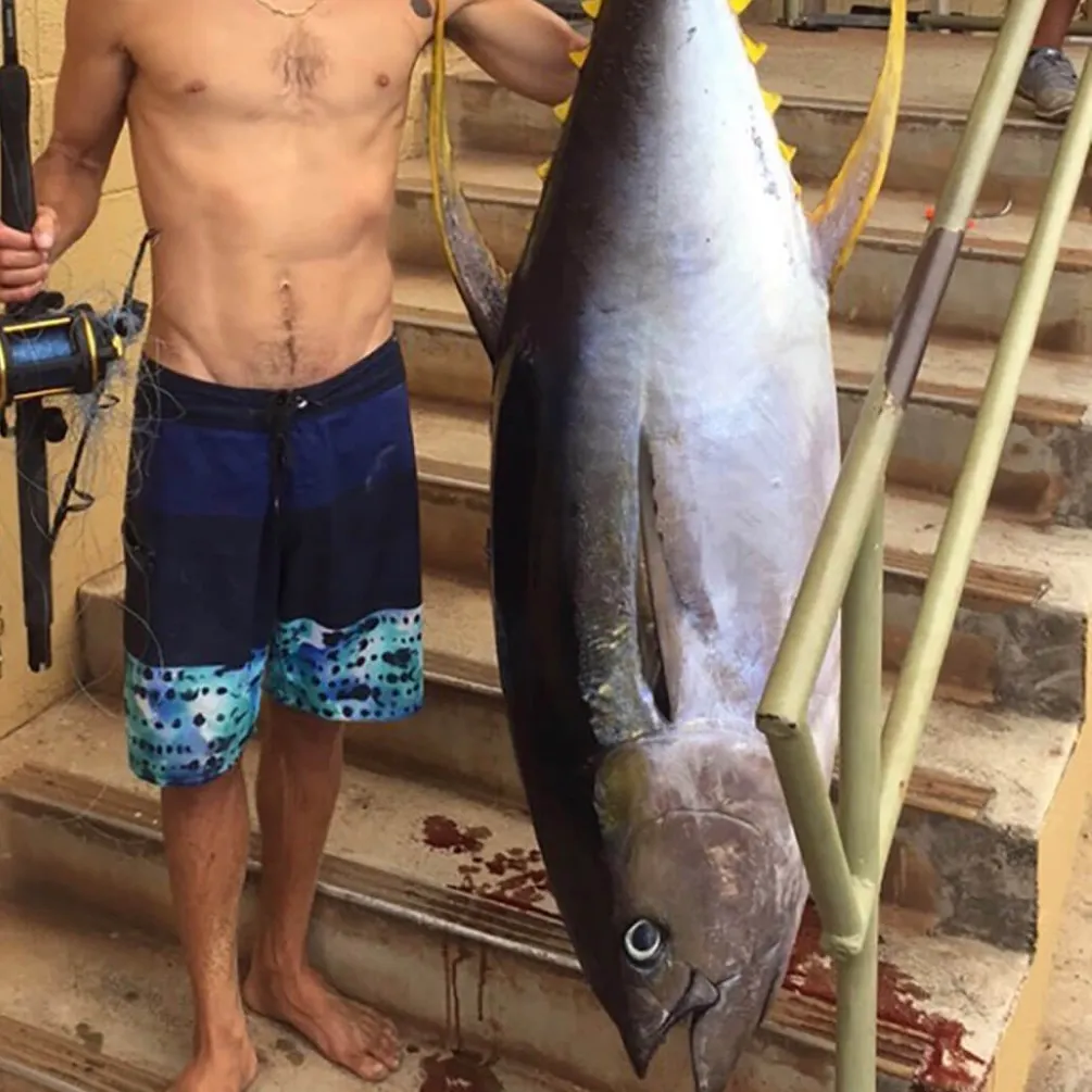 The most recent Yellowfin tuna catches on Fishbrain