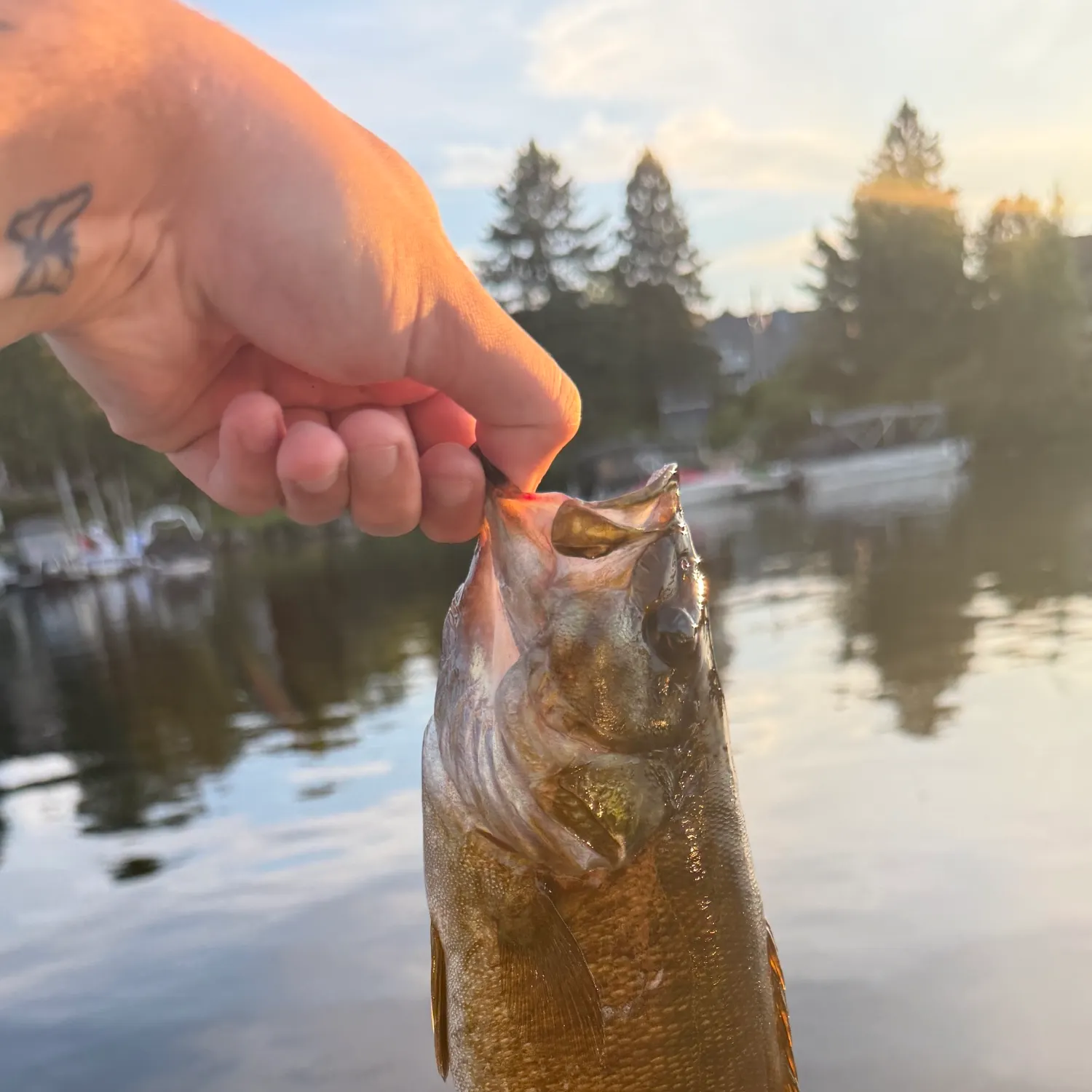 Smallmouth bass caught on Fishbrain