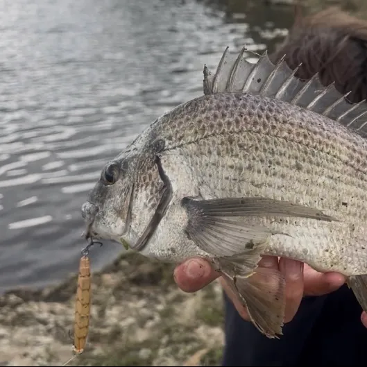 Southern black bream caught on Fishbrain
