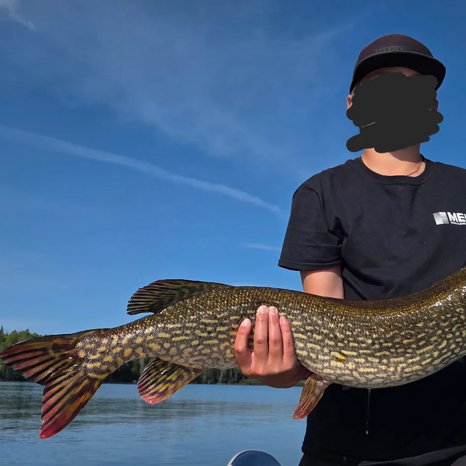 Northern pike caught on Fishbrain
