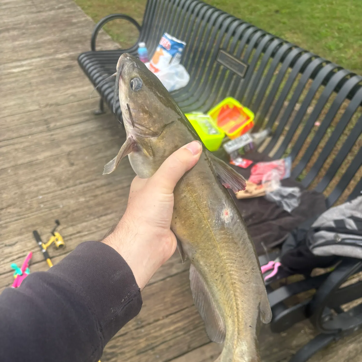 Channel catfish caught on Fishbrain